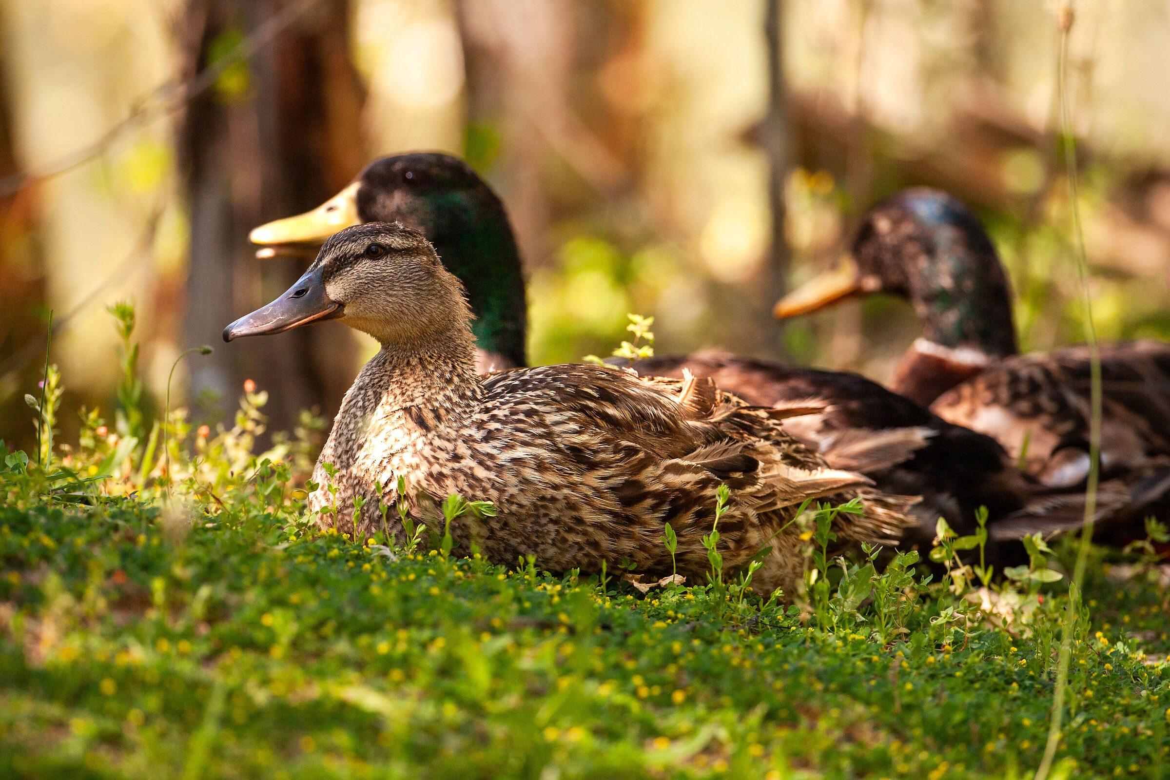 Mallards at rest