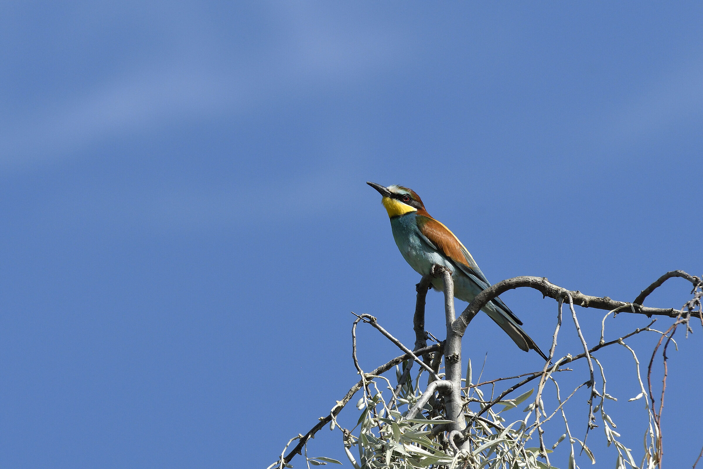 Bee-eater 2