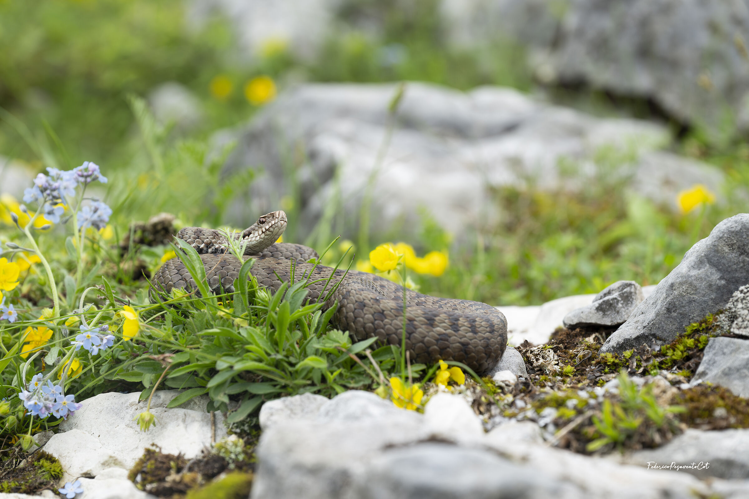 Vipera berus