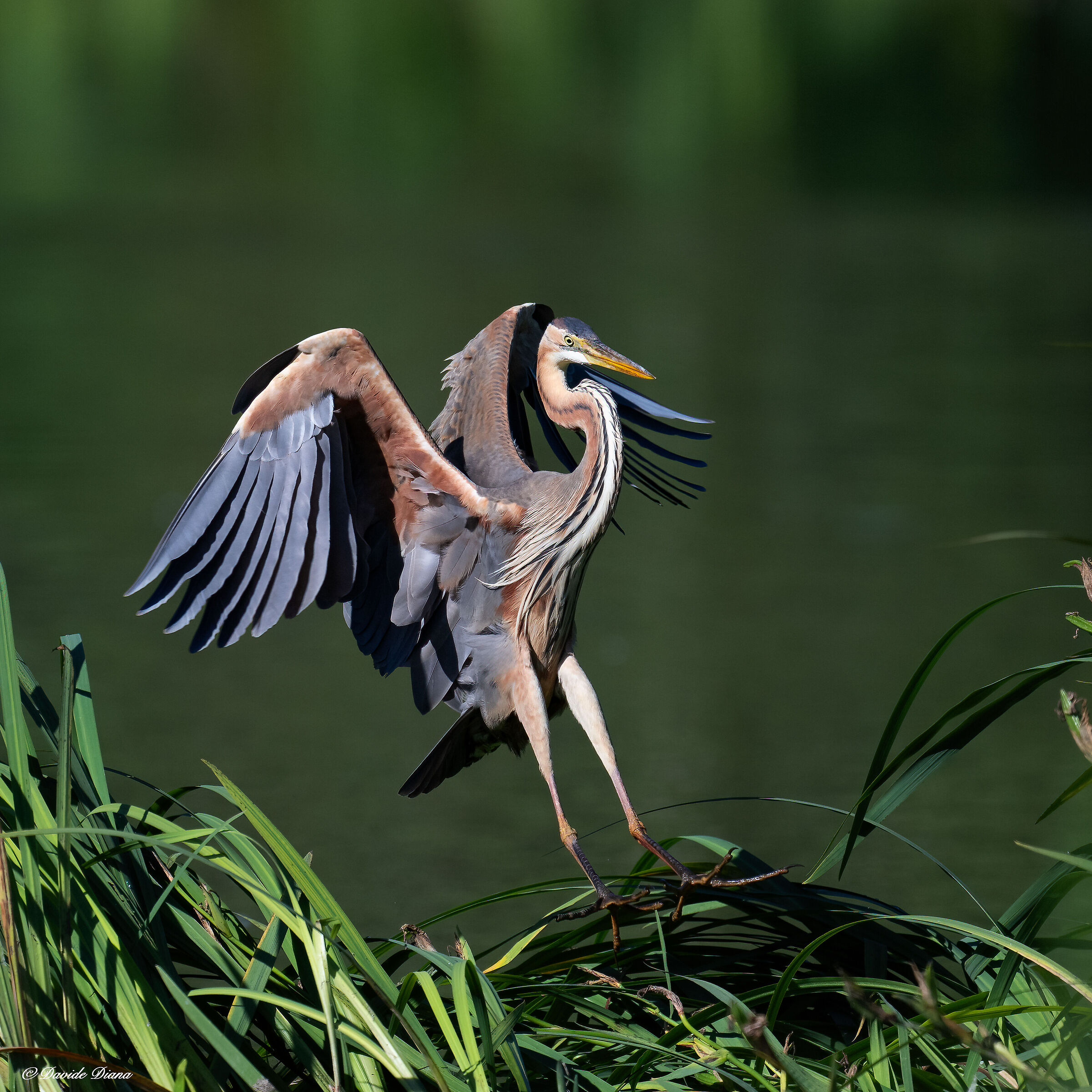 Purple Heron