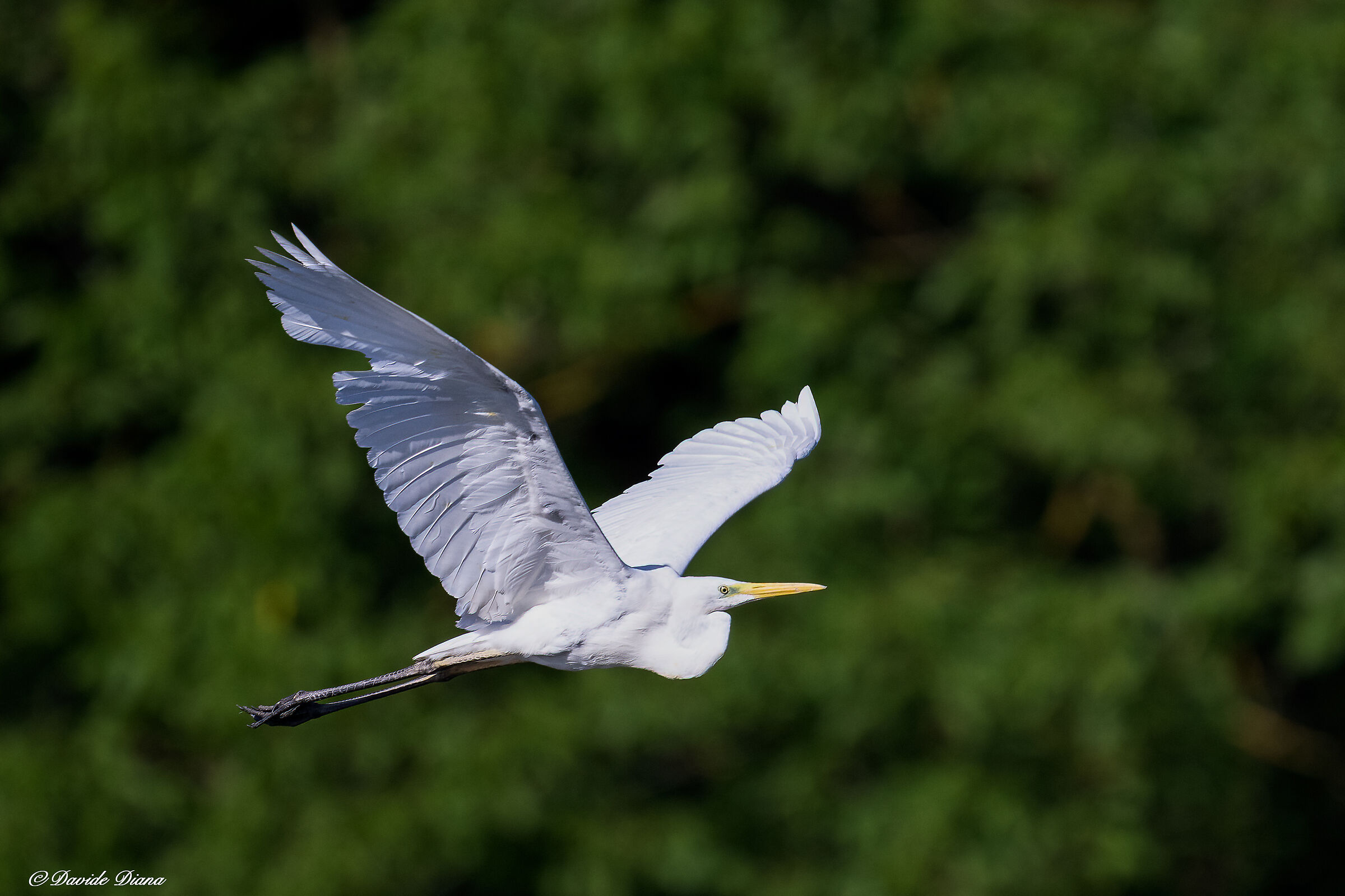 Great White Heron