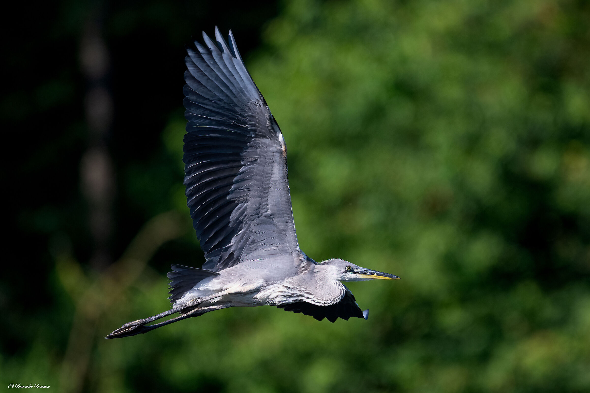 Grey heron