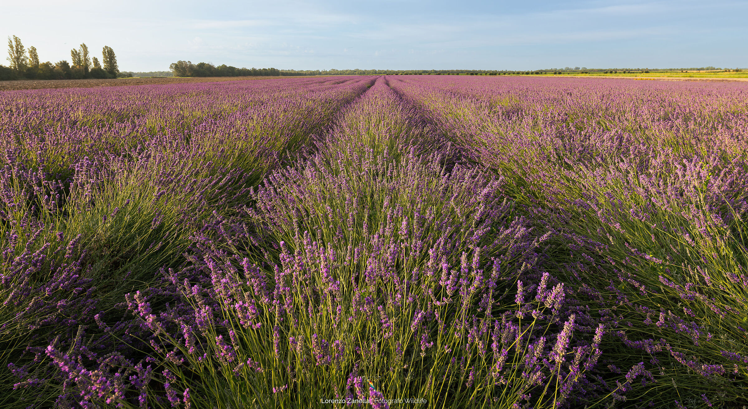 Lavanda Polesana