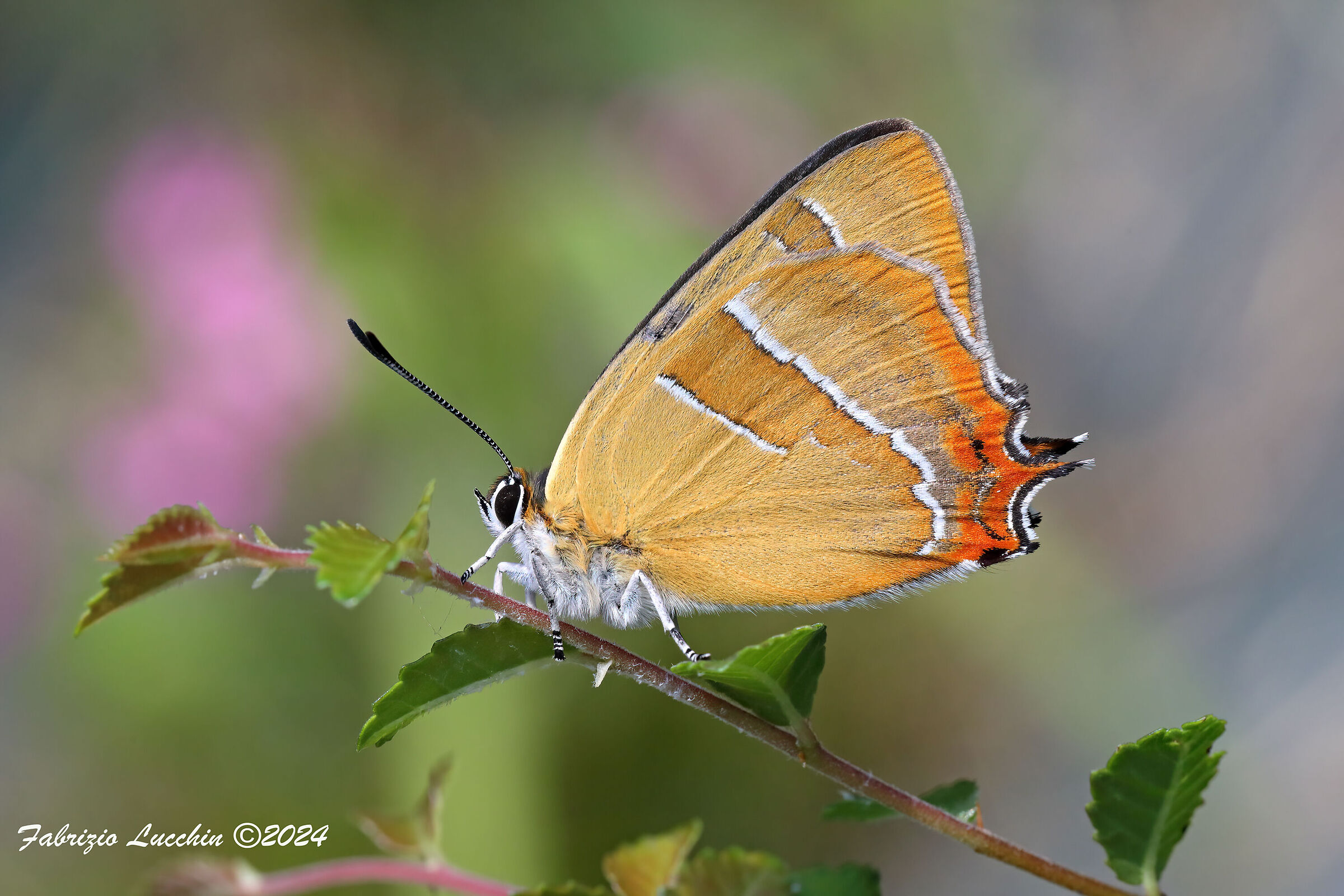 Thecla betulae (maschio)