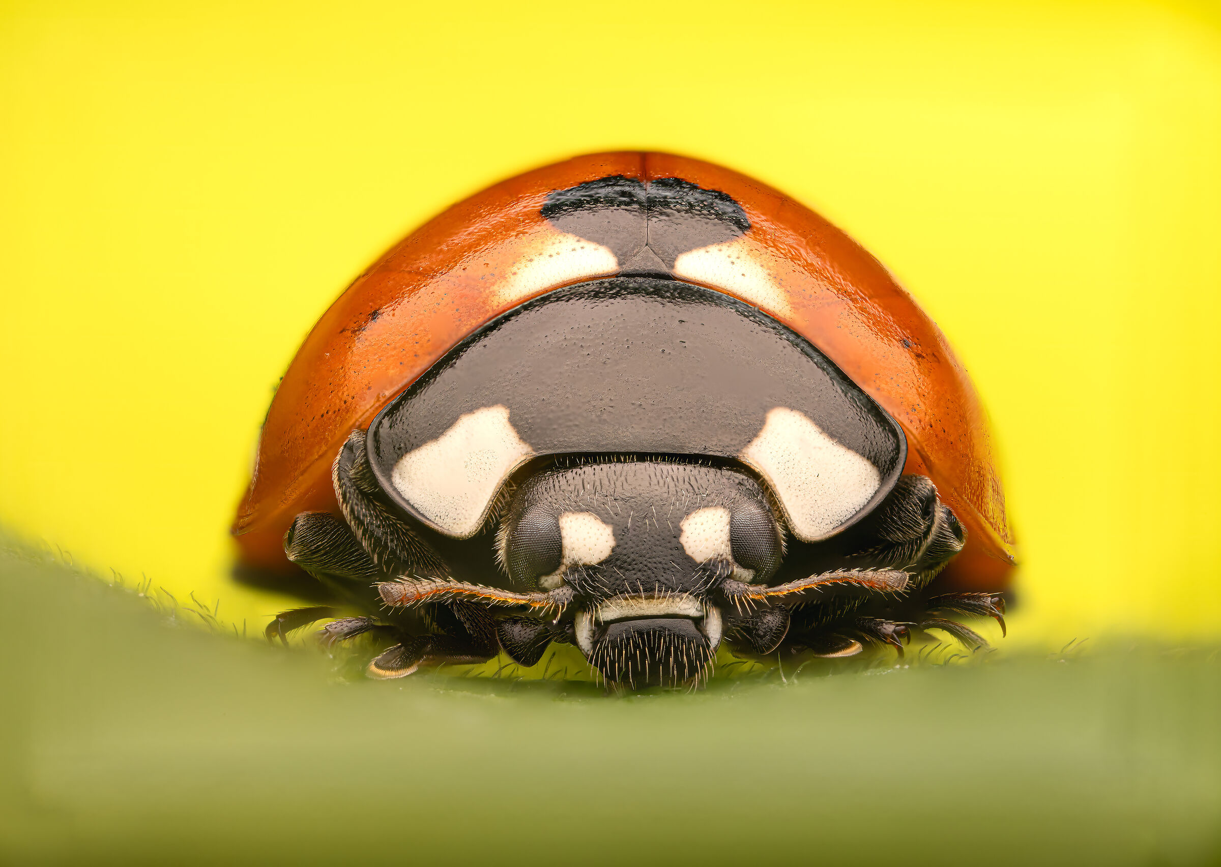 Coccinella