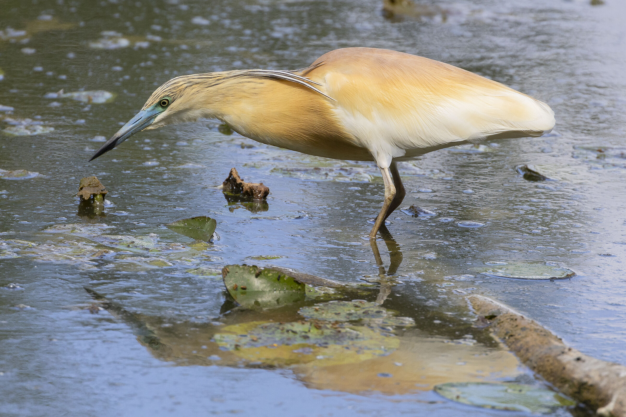 Squacco heron