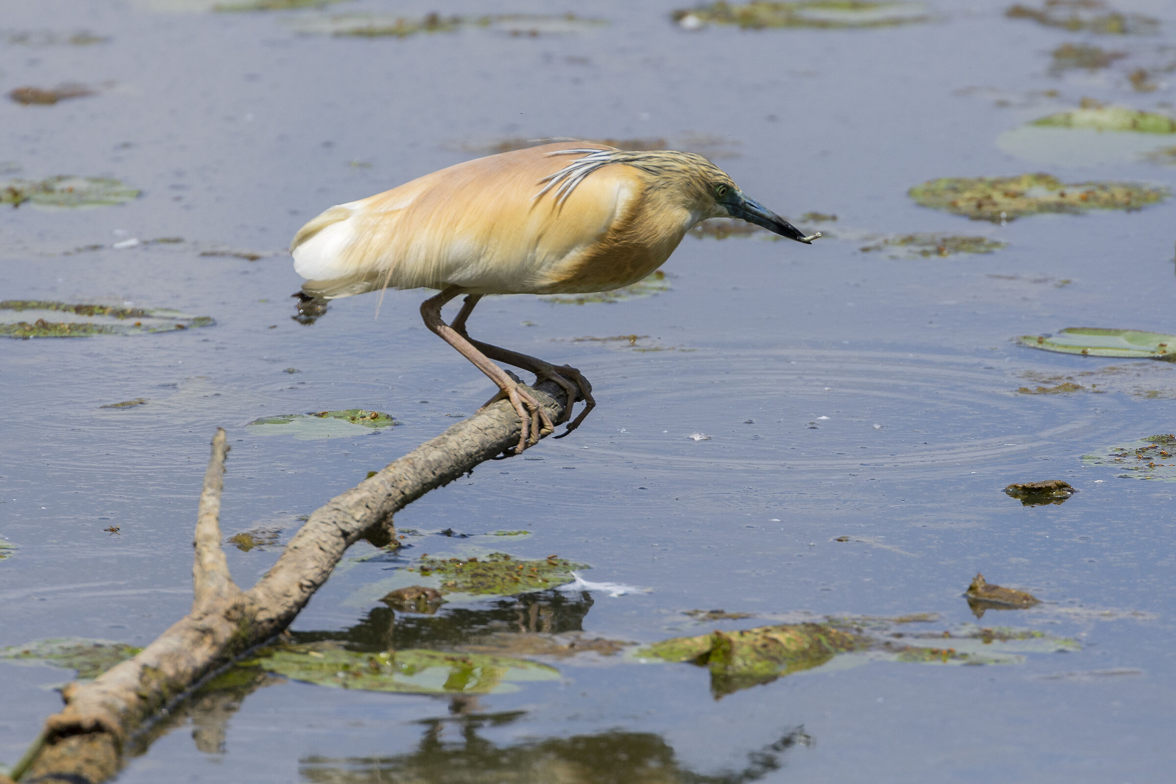 Squacco heron with fish