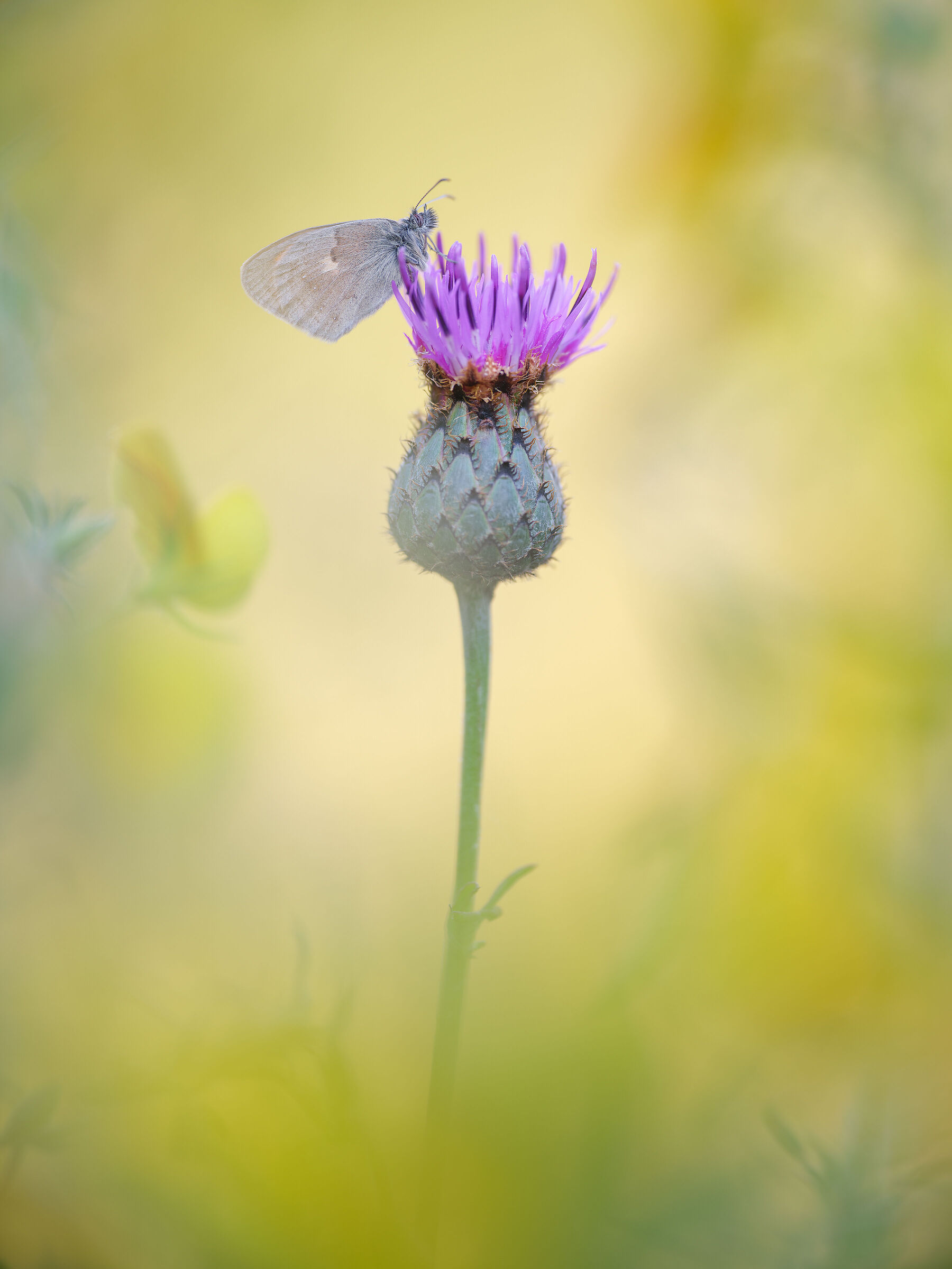 Coenonympha pamphilus