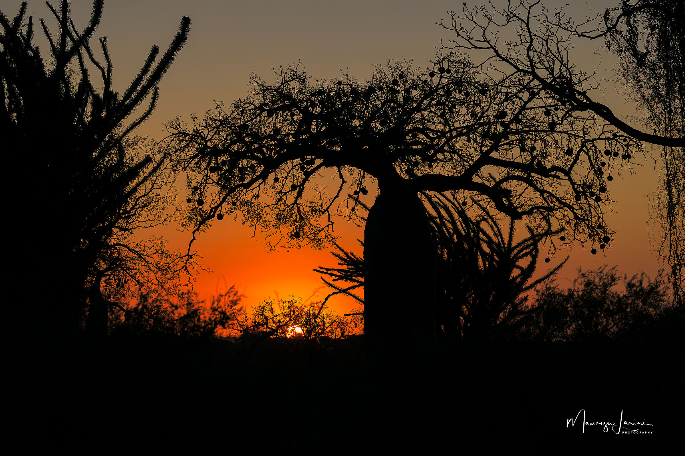 Tramonto sui baobab