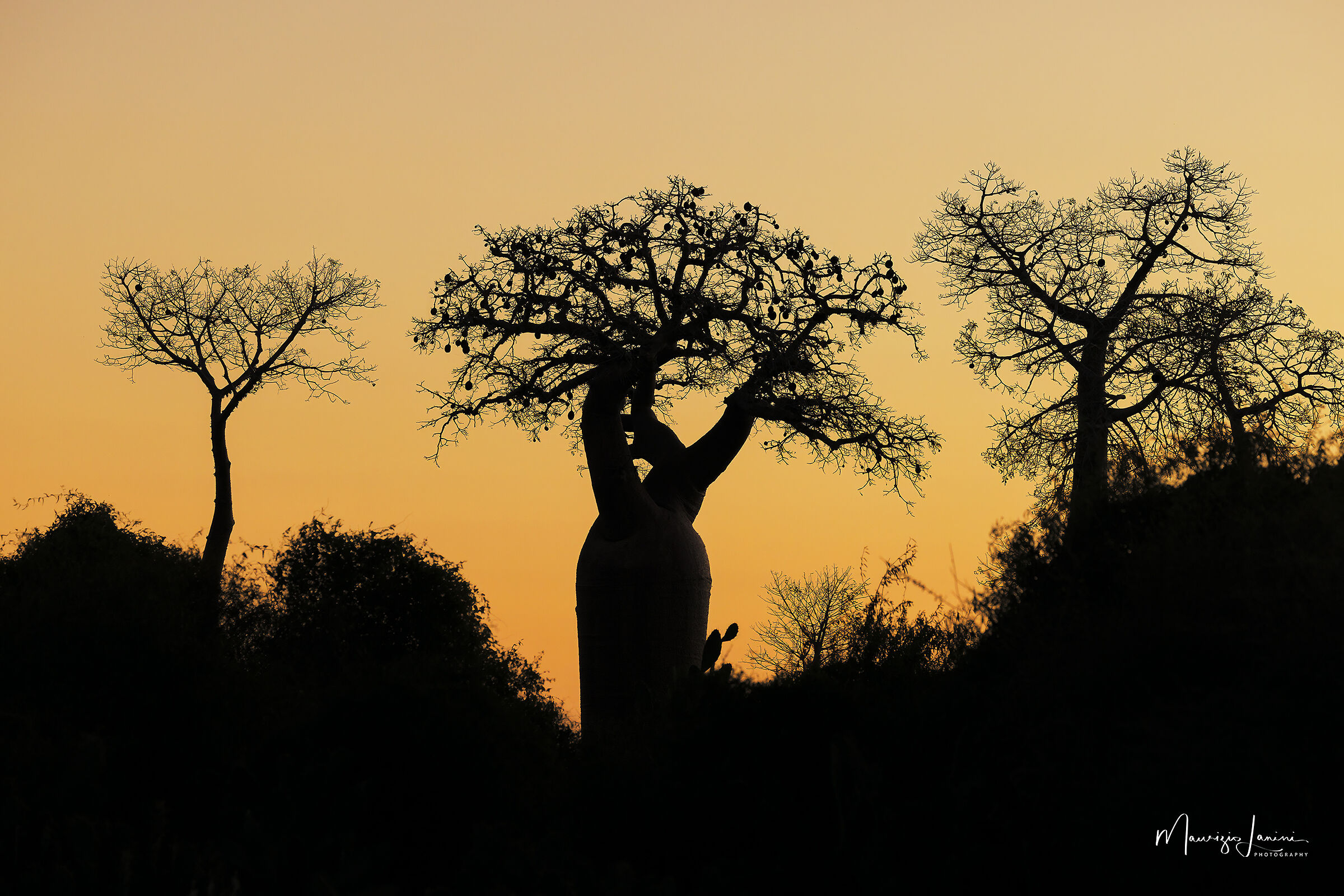 Tramonto sui baobab