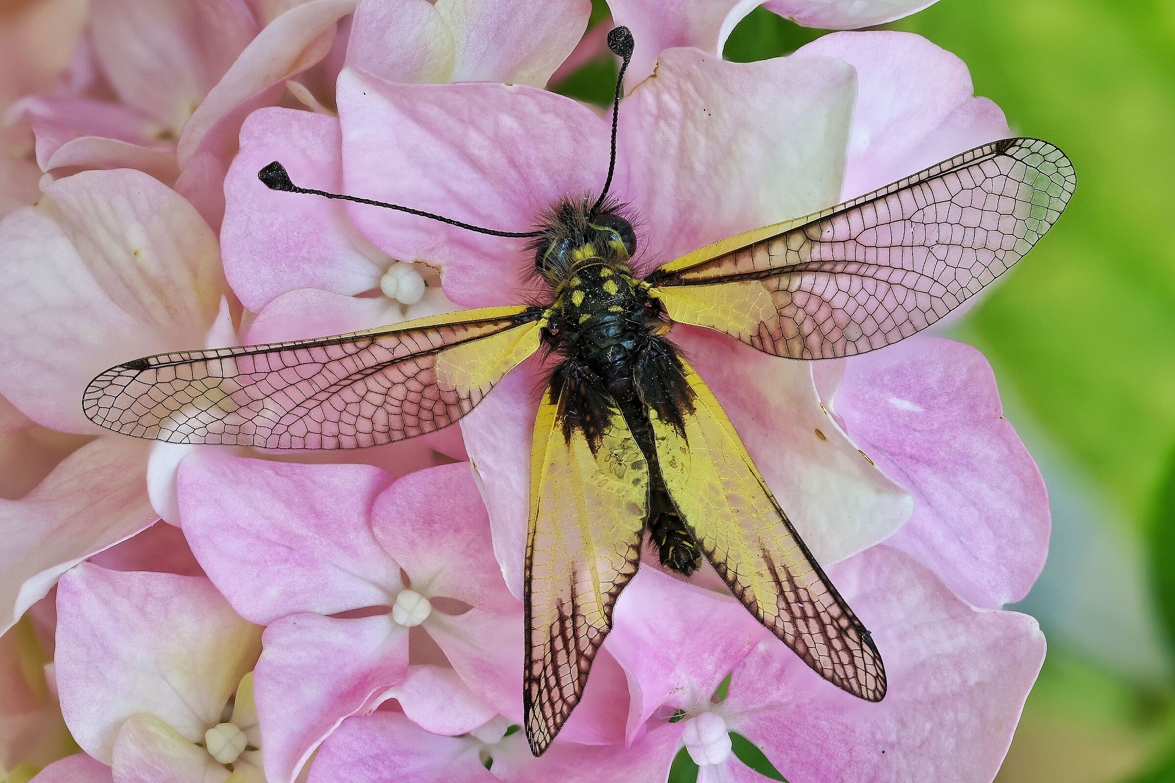 Libelloides coccajus su Hydrangea macrophylla