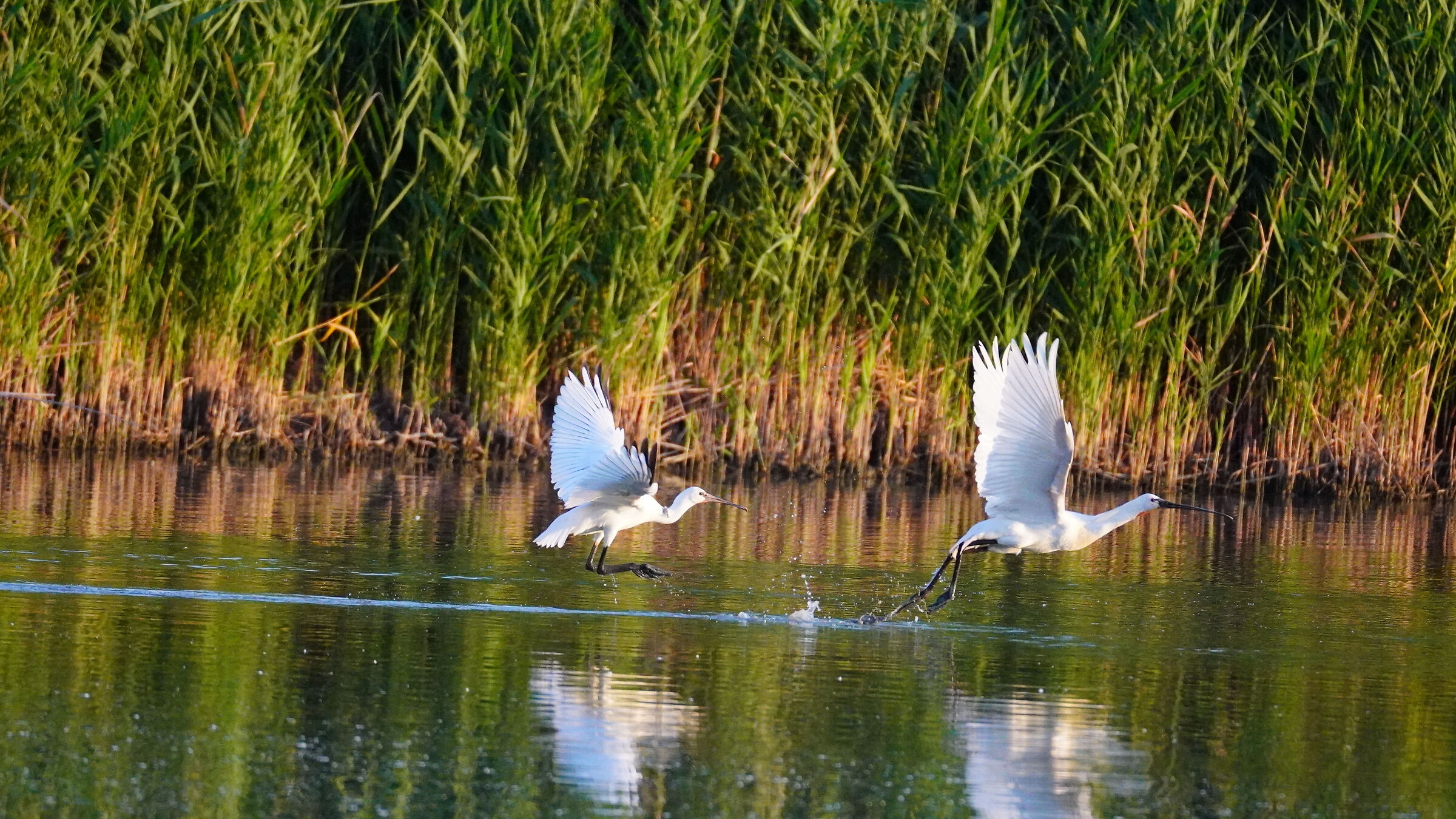 Spatulas on take-off