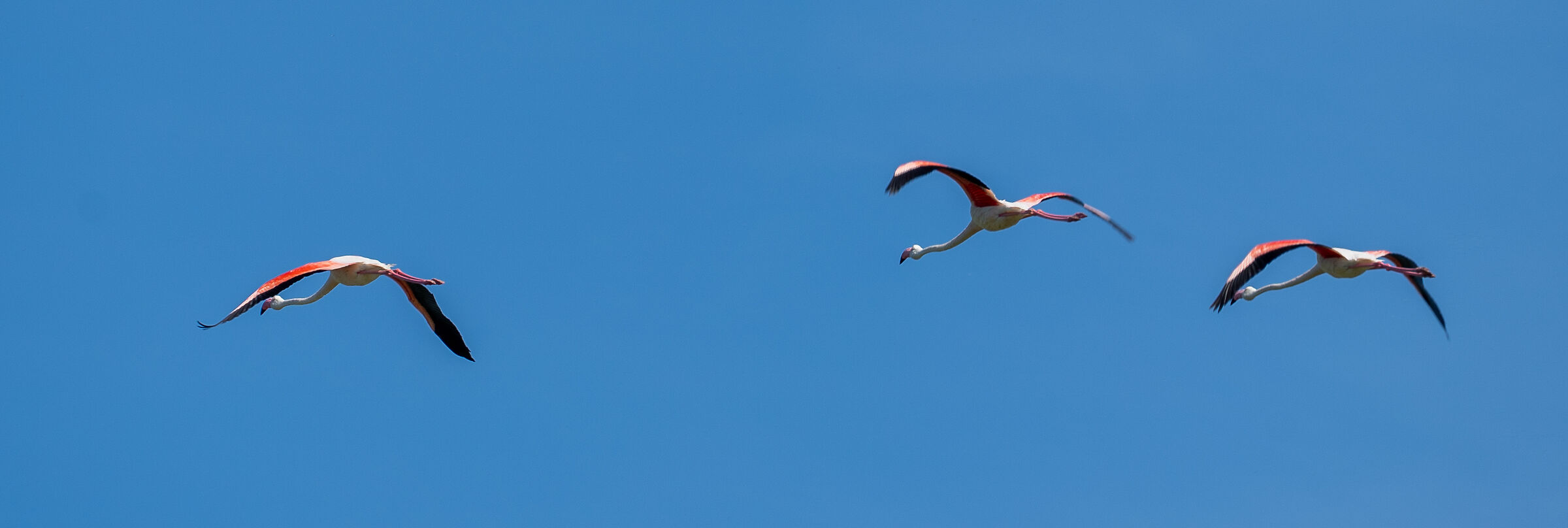 Fenicotteri in volo