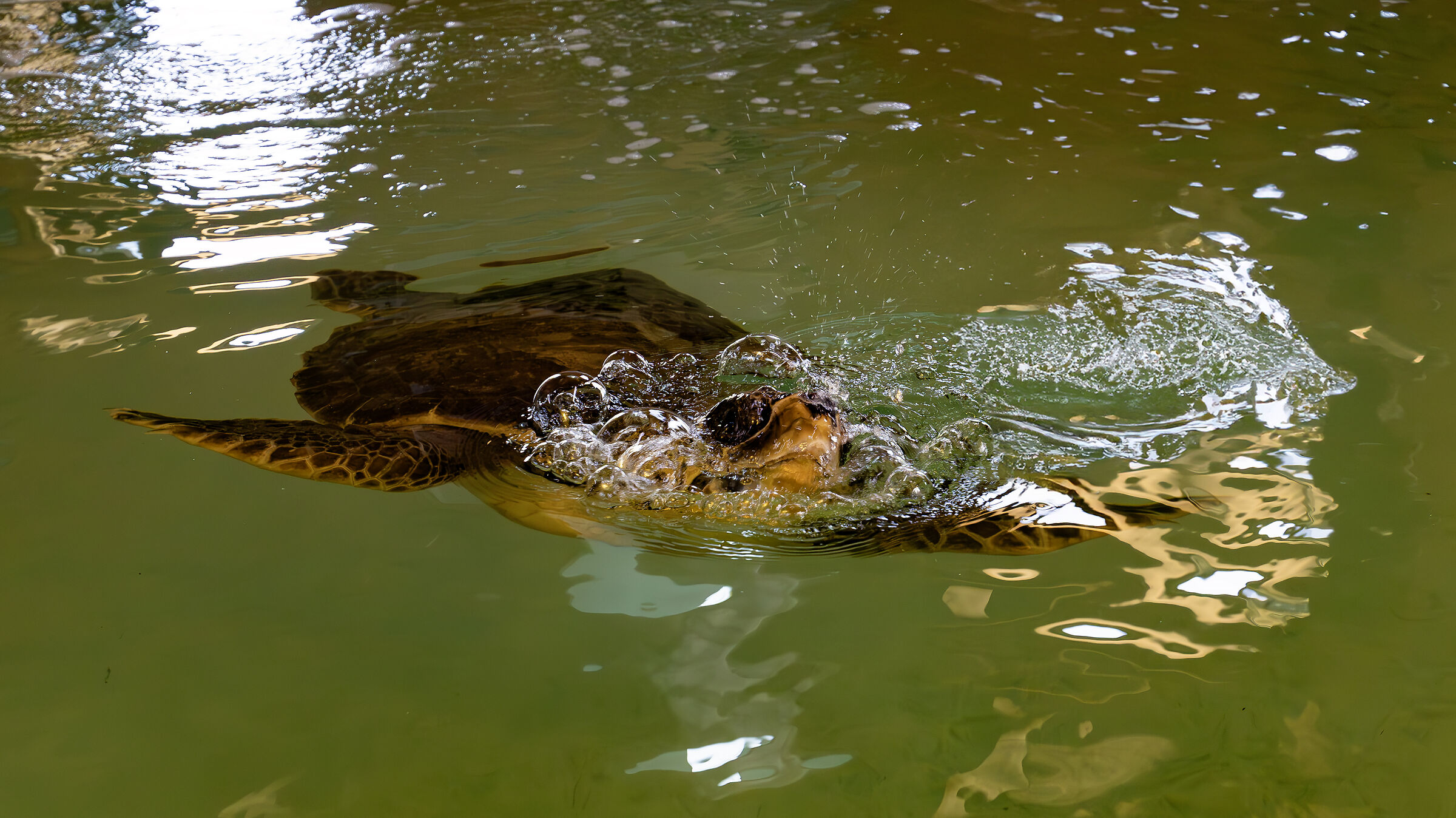A sea turtle rescued by a rescue center