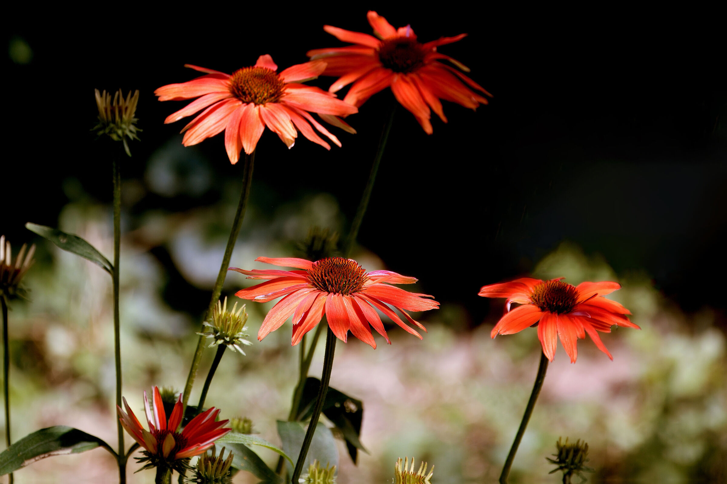 Echinacee dal terrazzo a 15 mt