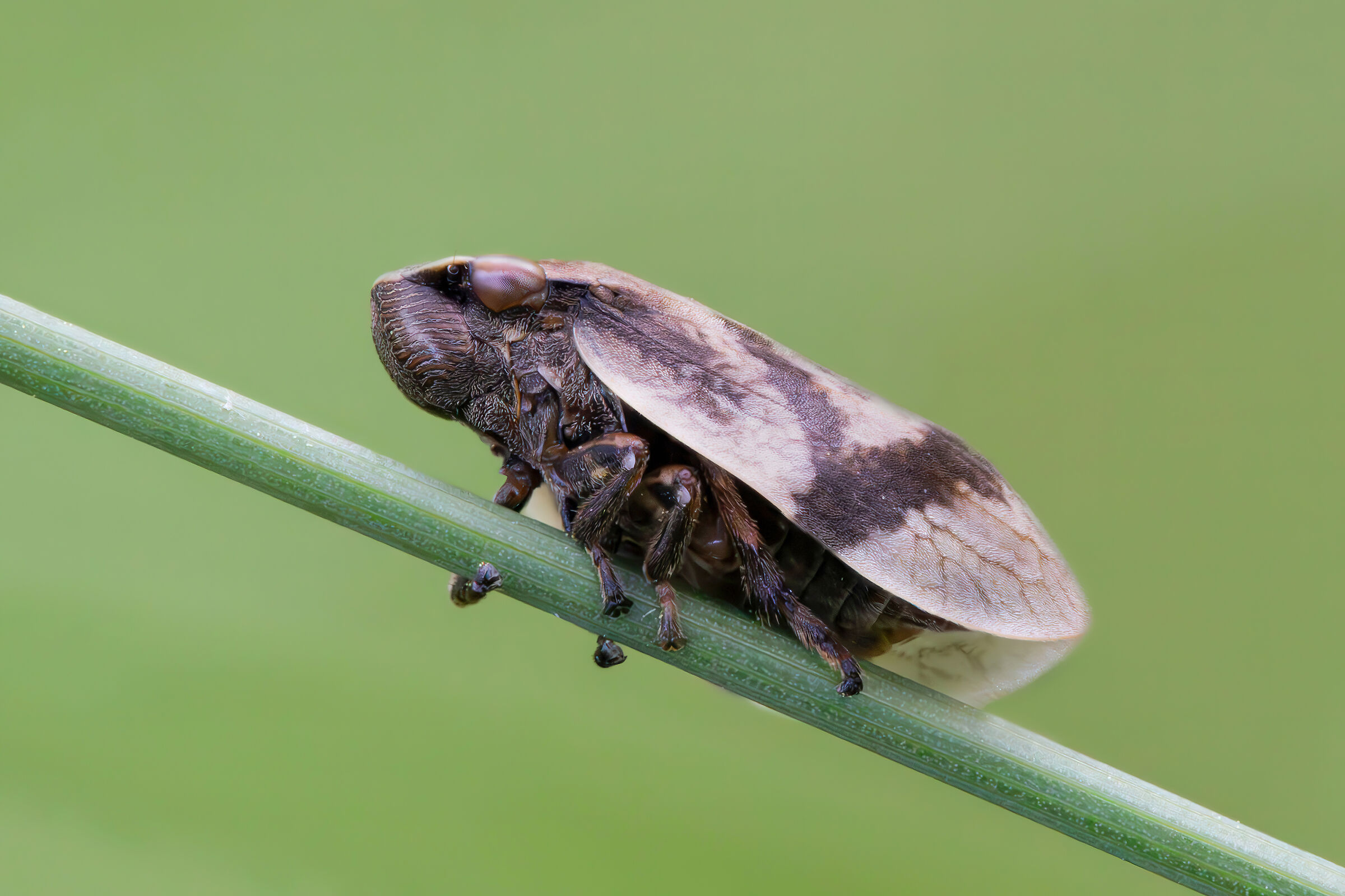 Lepyronia coleoptrata
