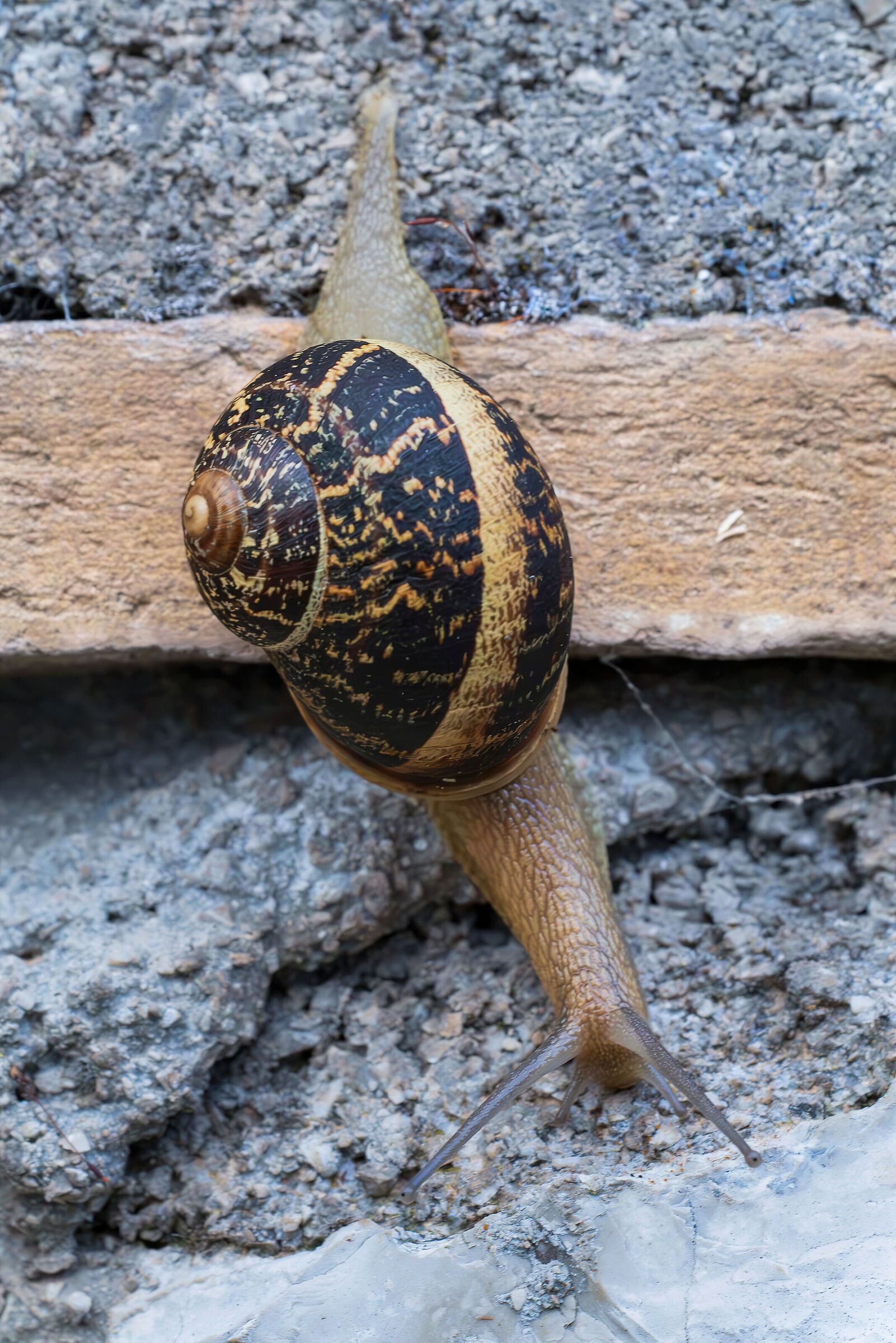 Snail