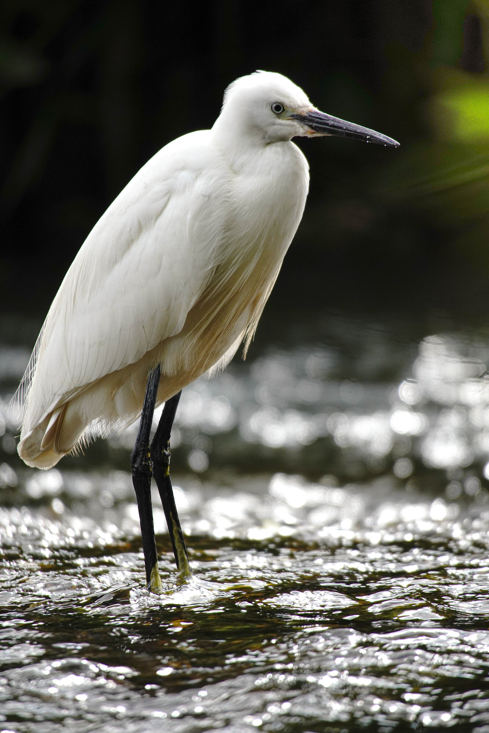 White Egret