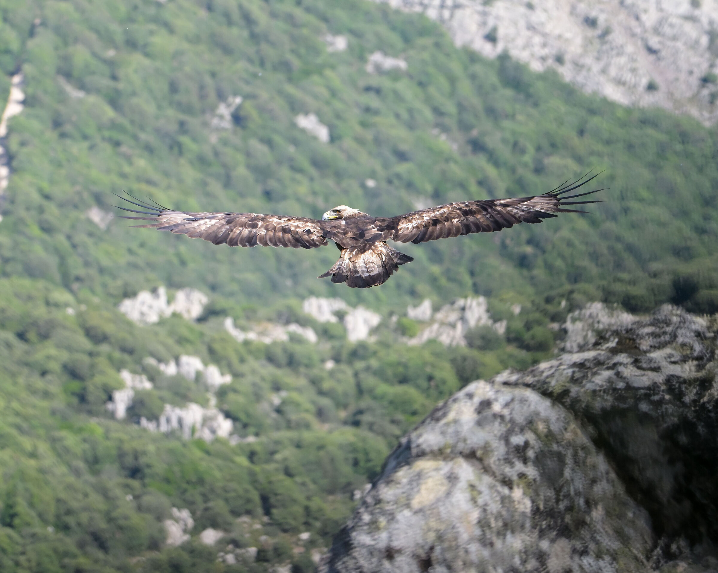 Aquila reale sarda
