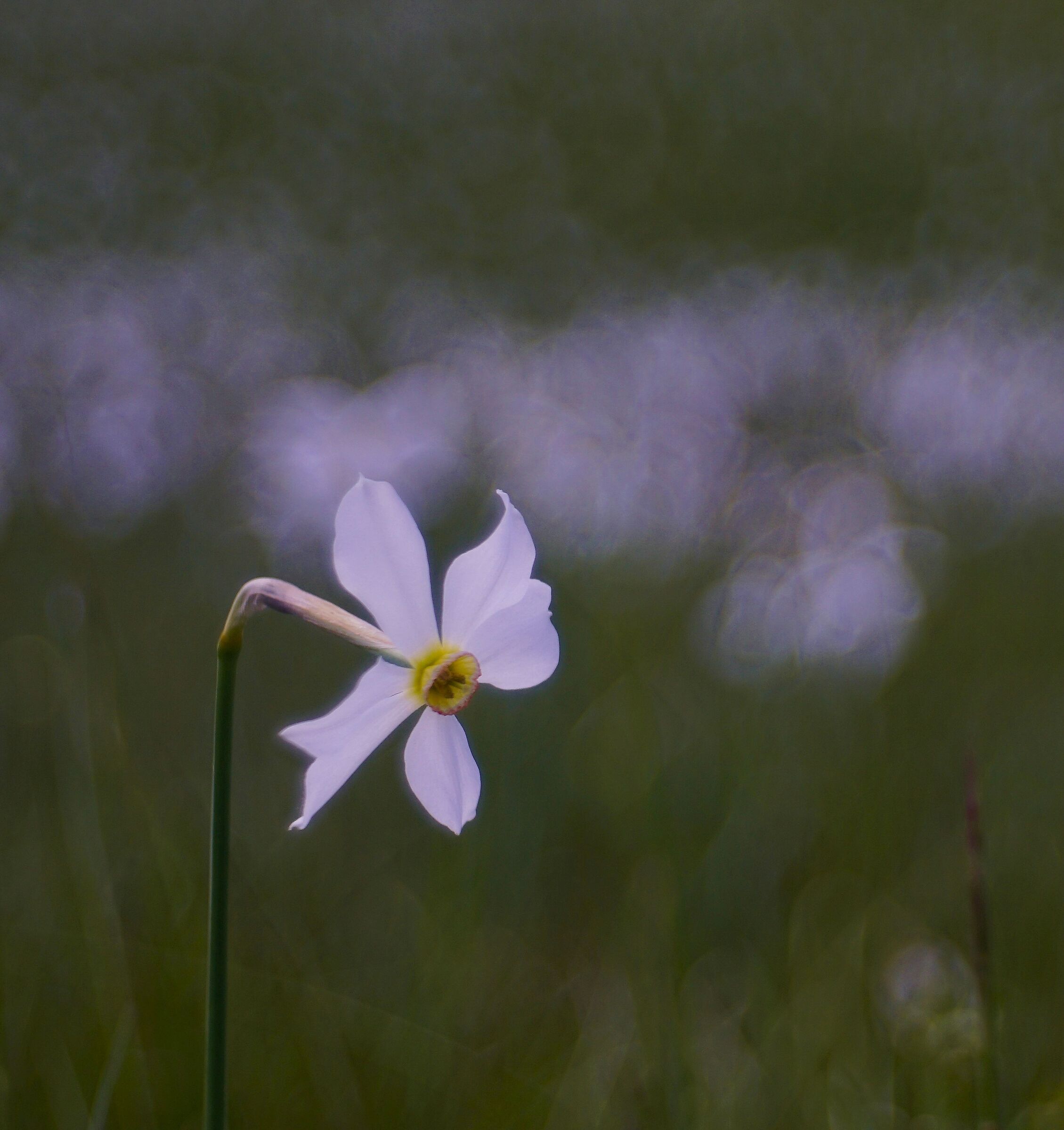 I Narcisi di Valbelluna
