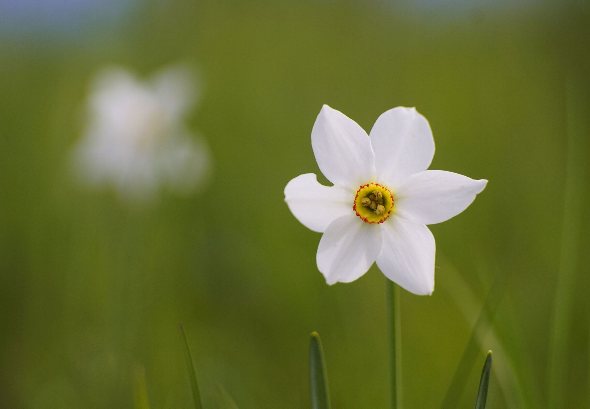 I Narcisi di Valbelluna