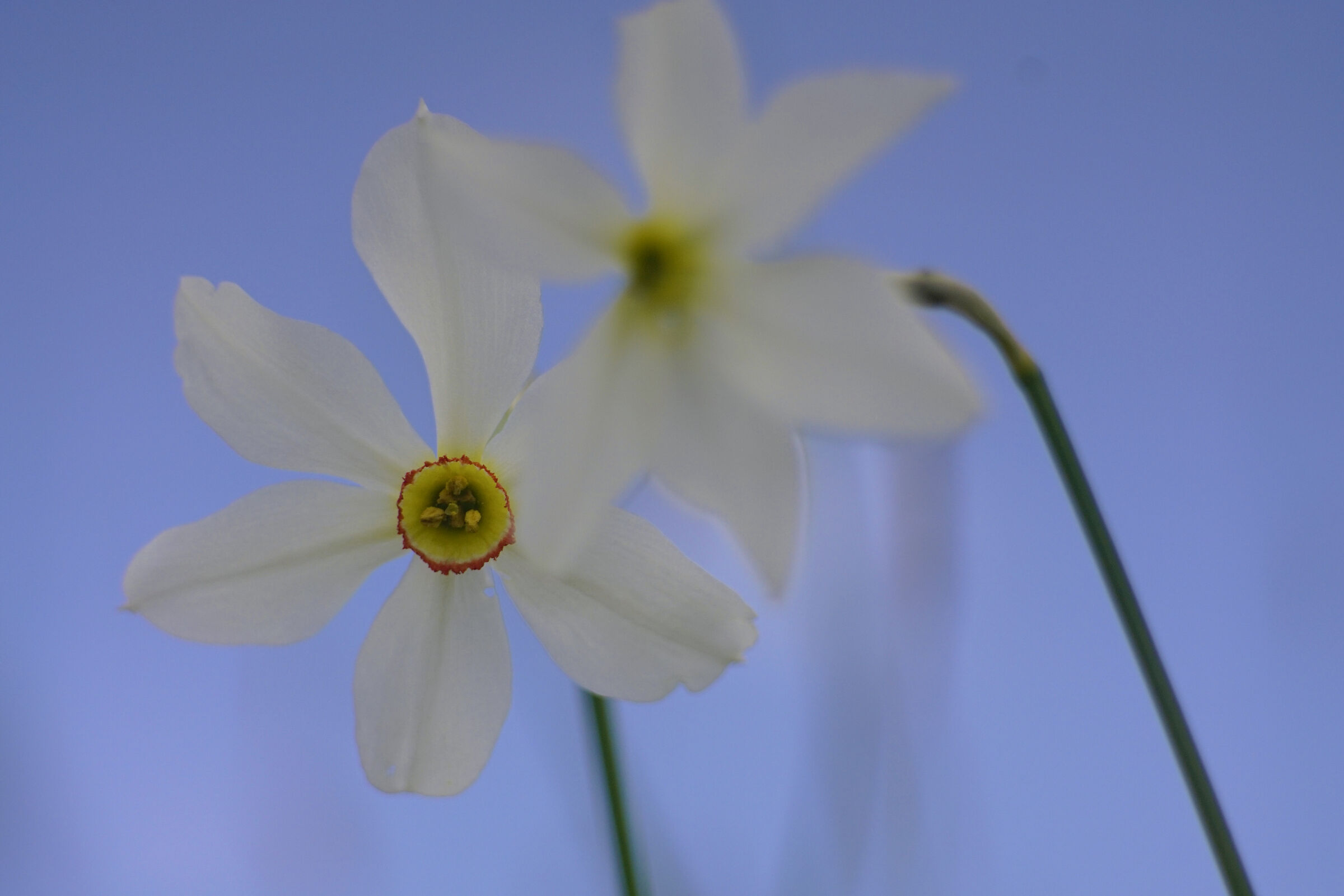 I Narcisi di Valbelluna