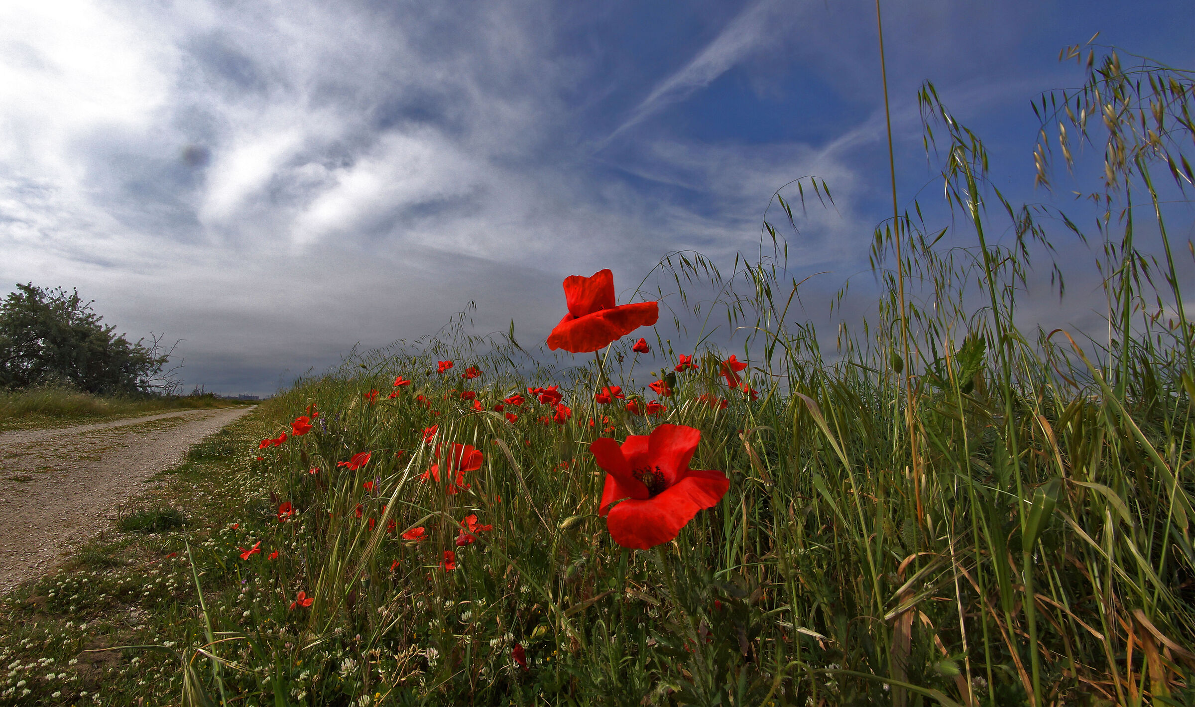 Perspective from the grass