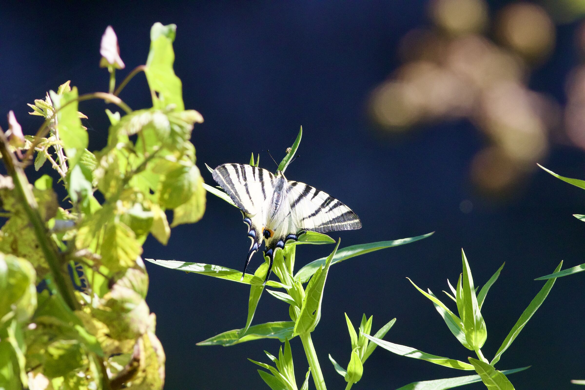 Scarce swallowtail