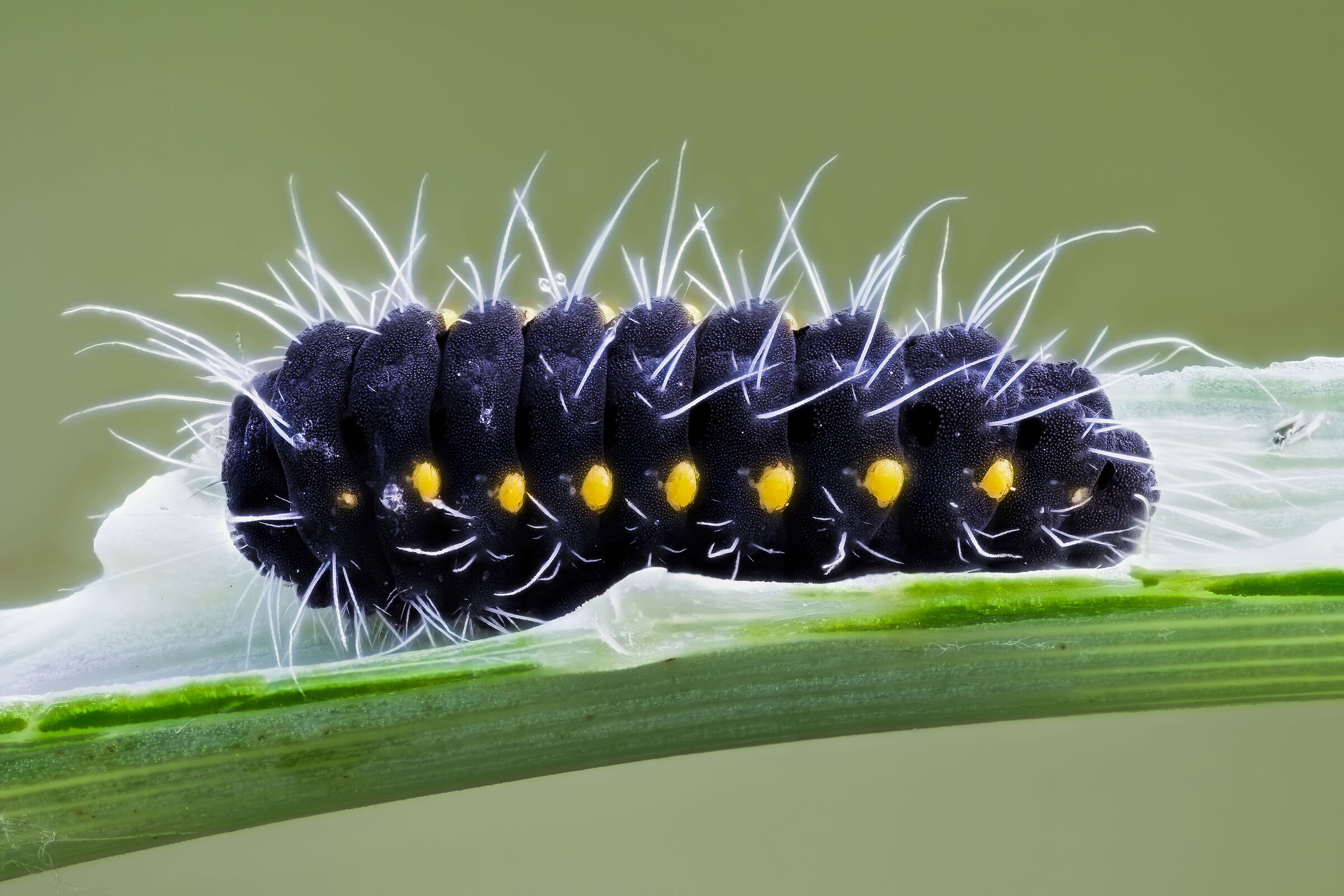 Caterpillar of Zygaena sp.