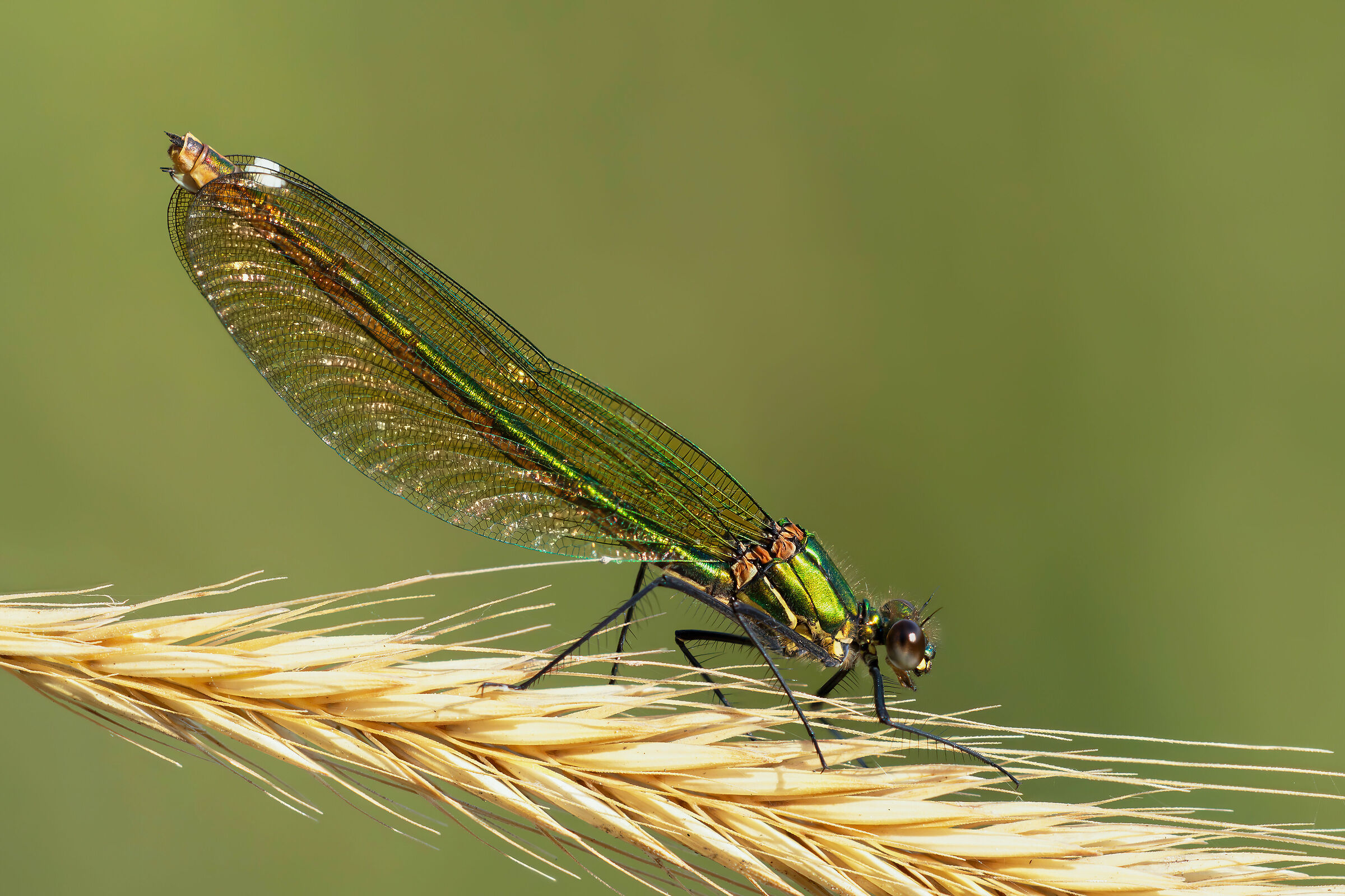 Calopteryx splendens