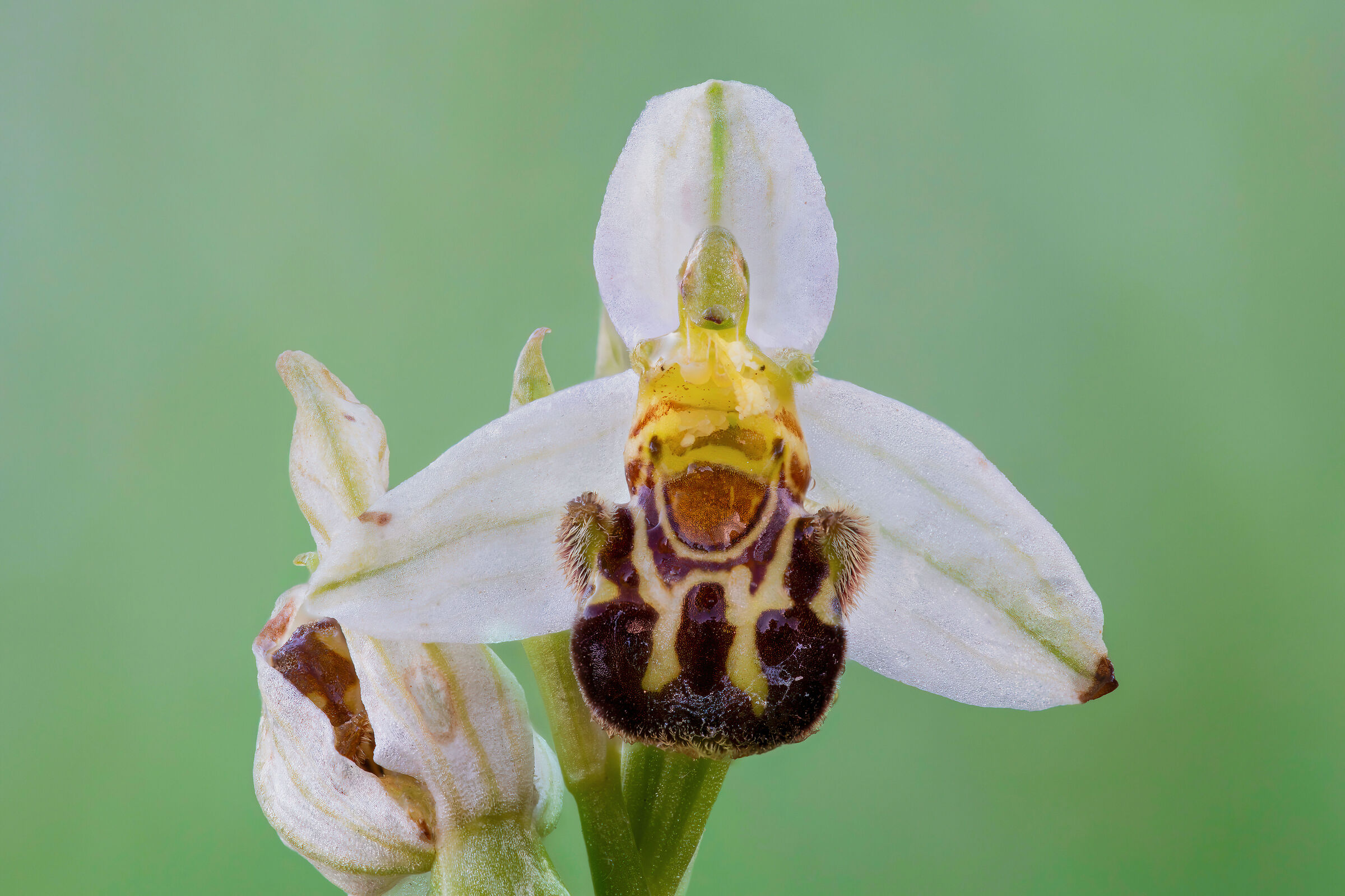 Ophrys apifera