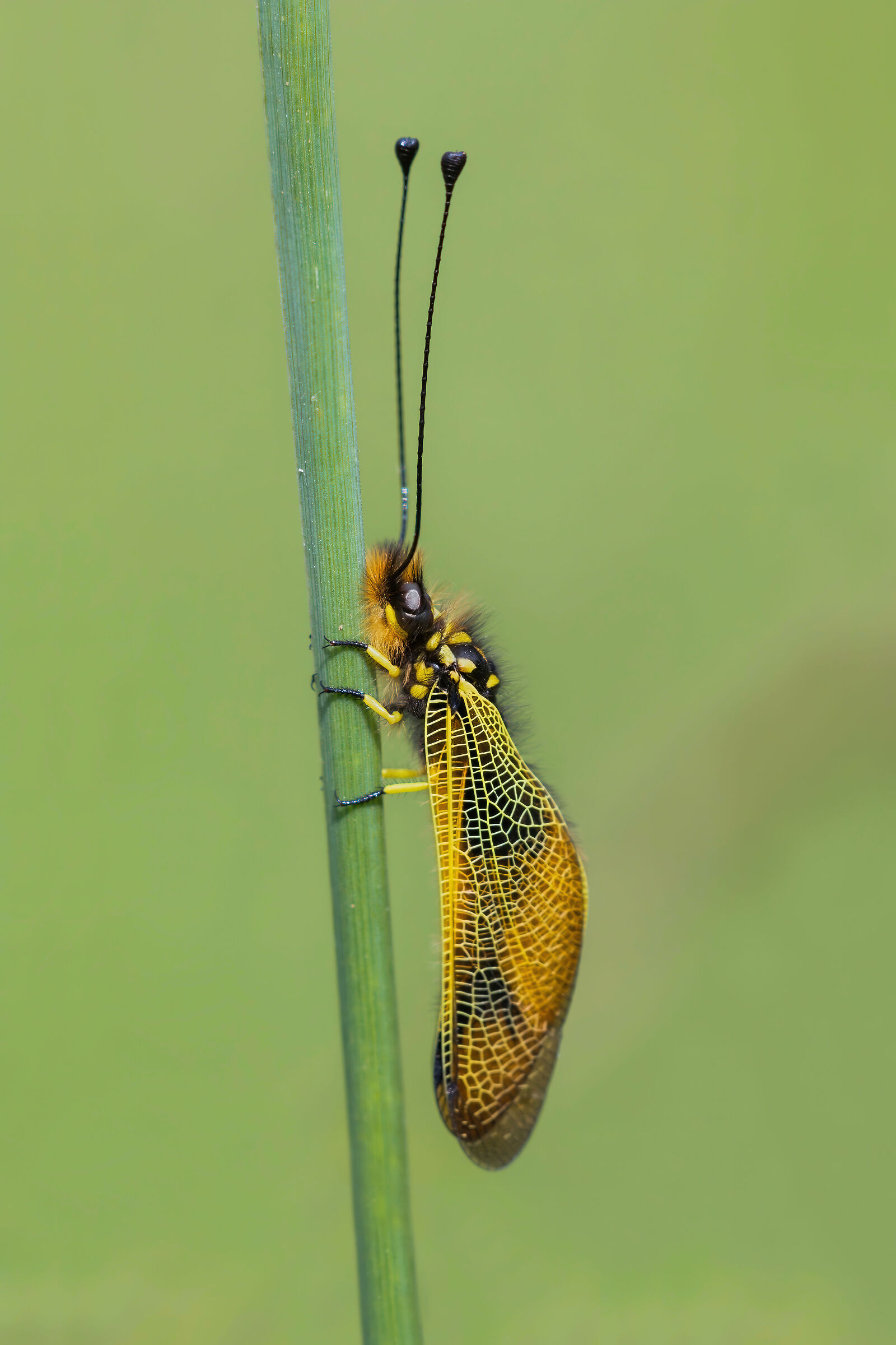 Libelloides longicornis