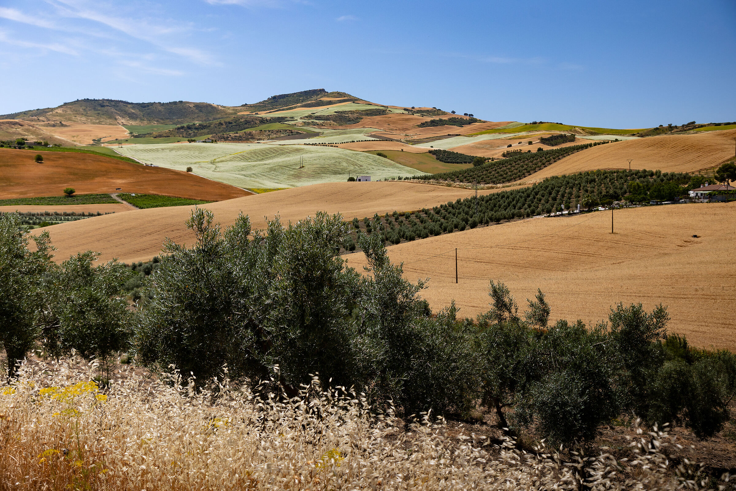 Andalusian landscapes