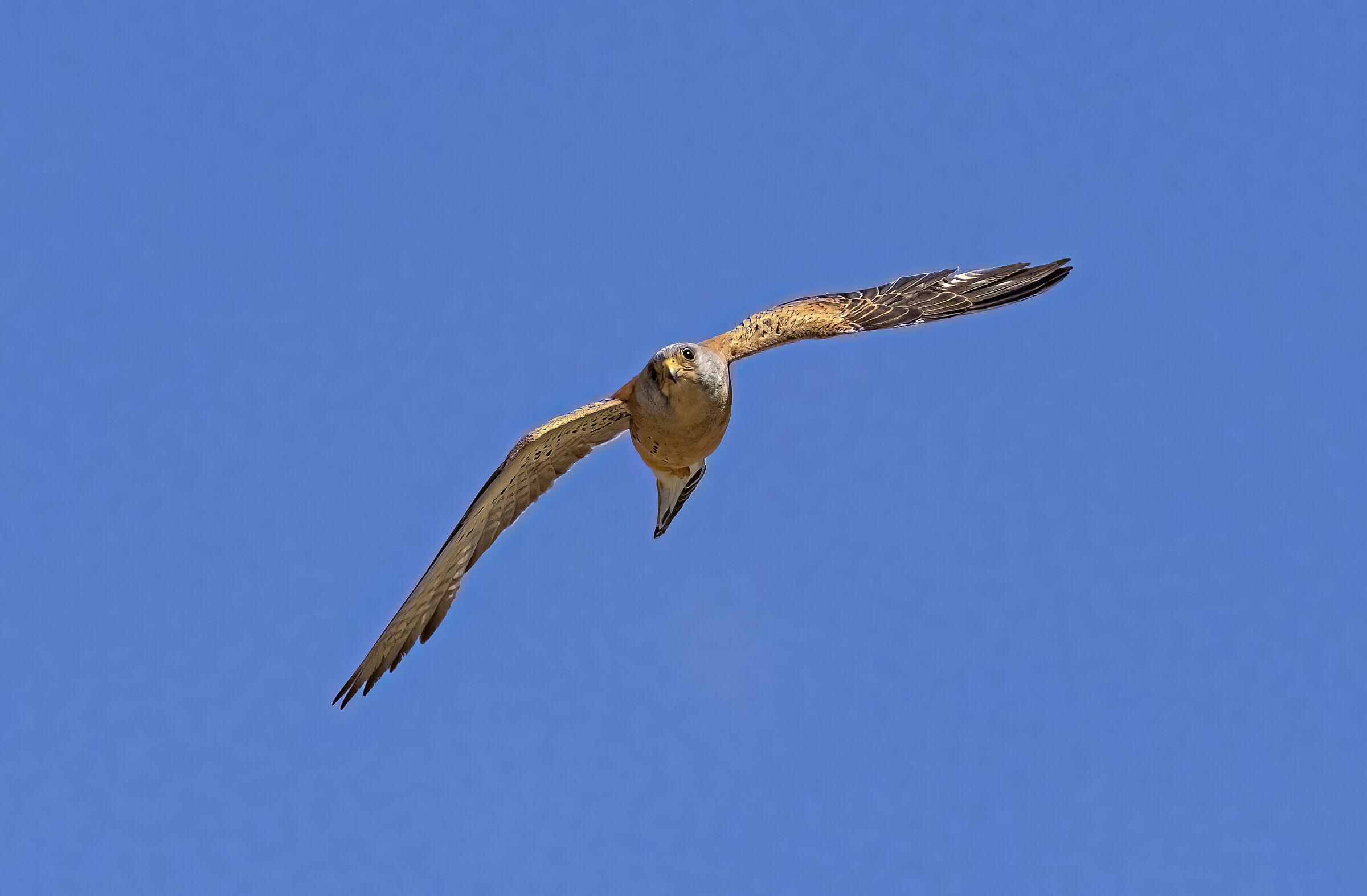Grillaio o Falco Naumanni
