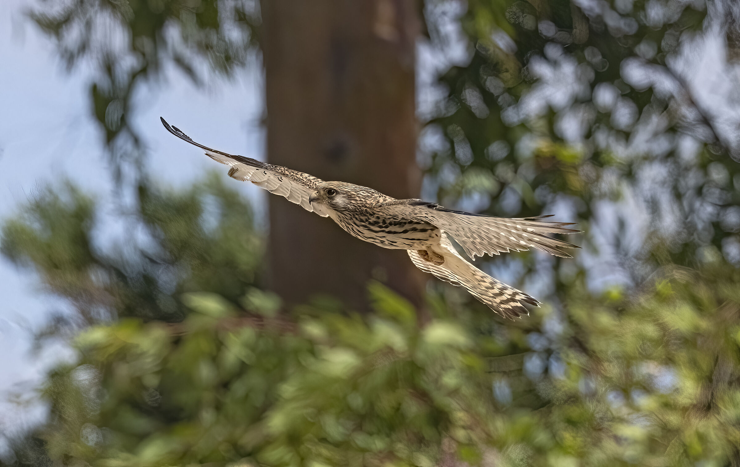 Grillaio o Falco Naumanni
