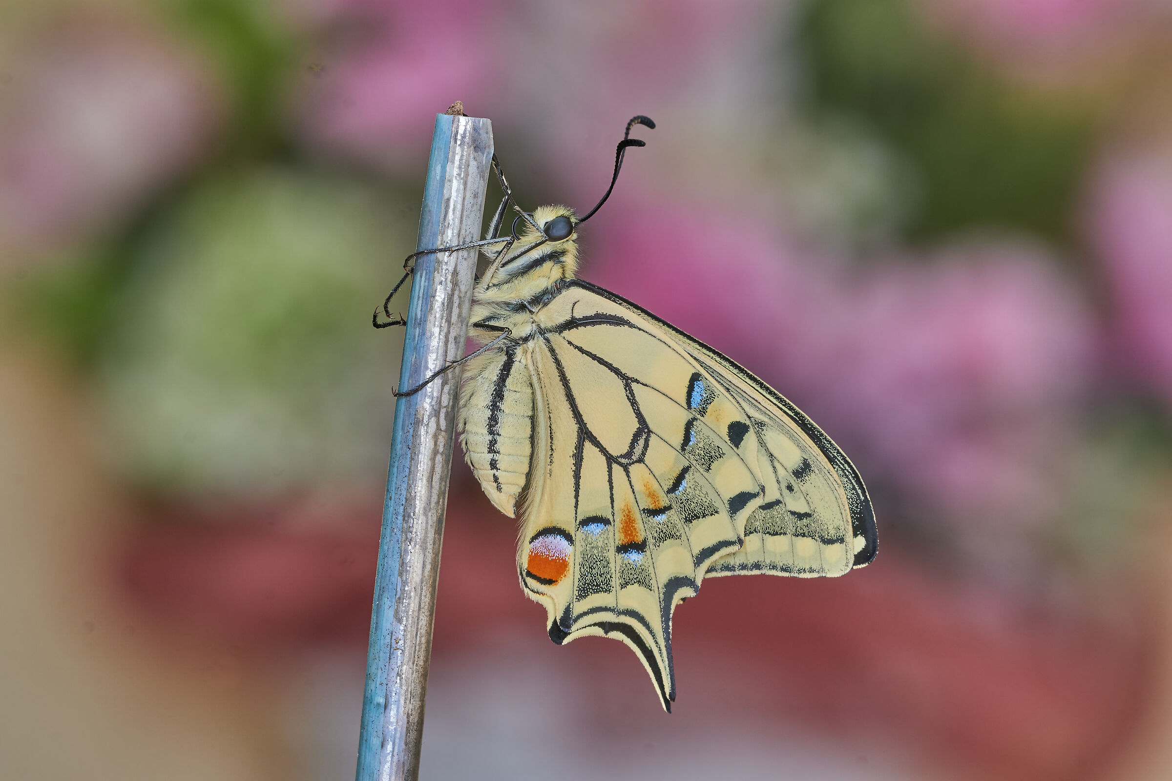 Swallowtail