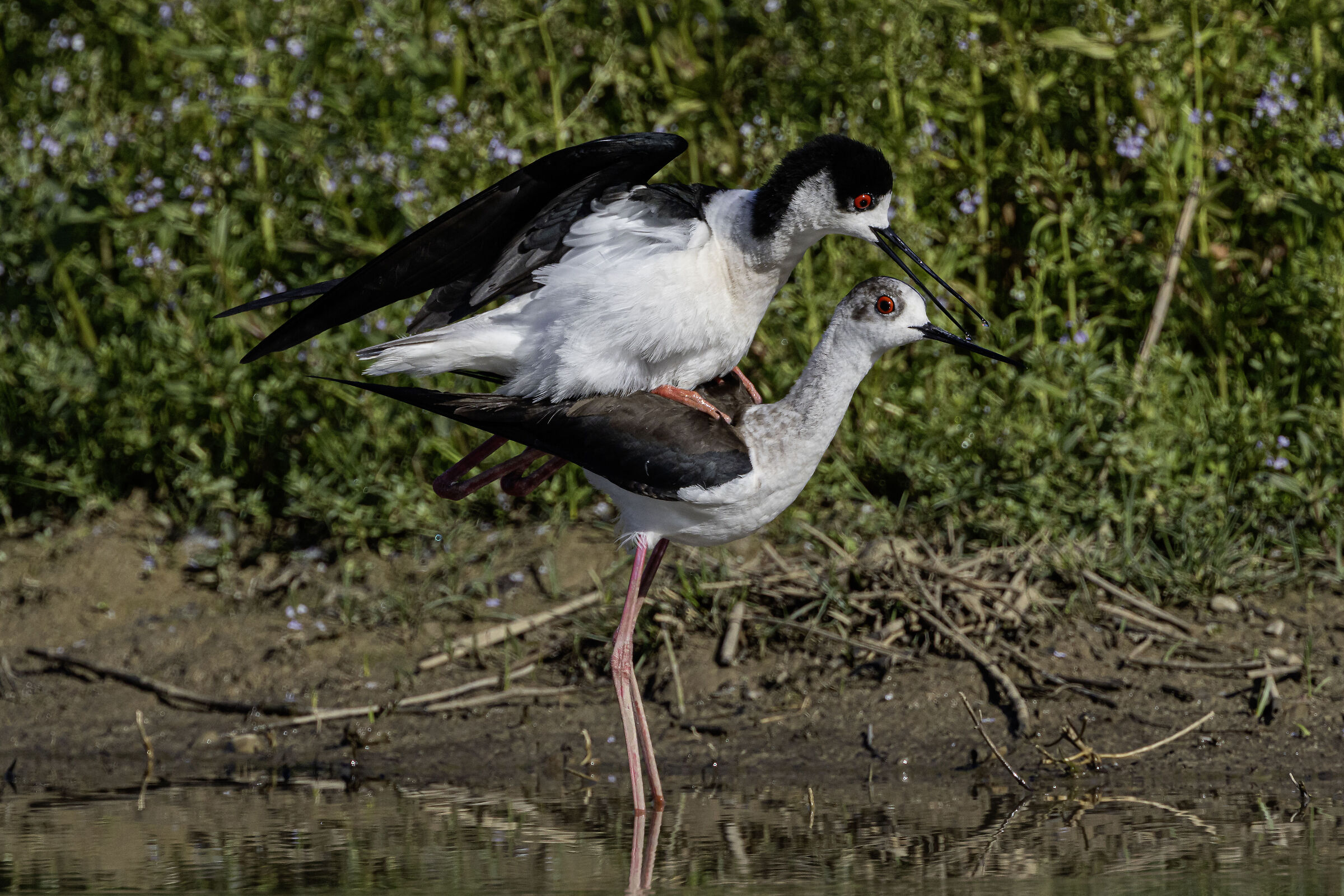 Mating riders