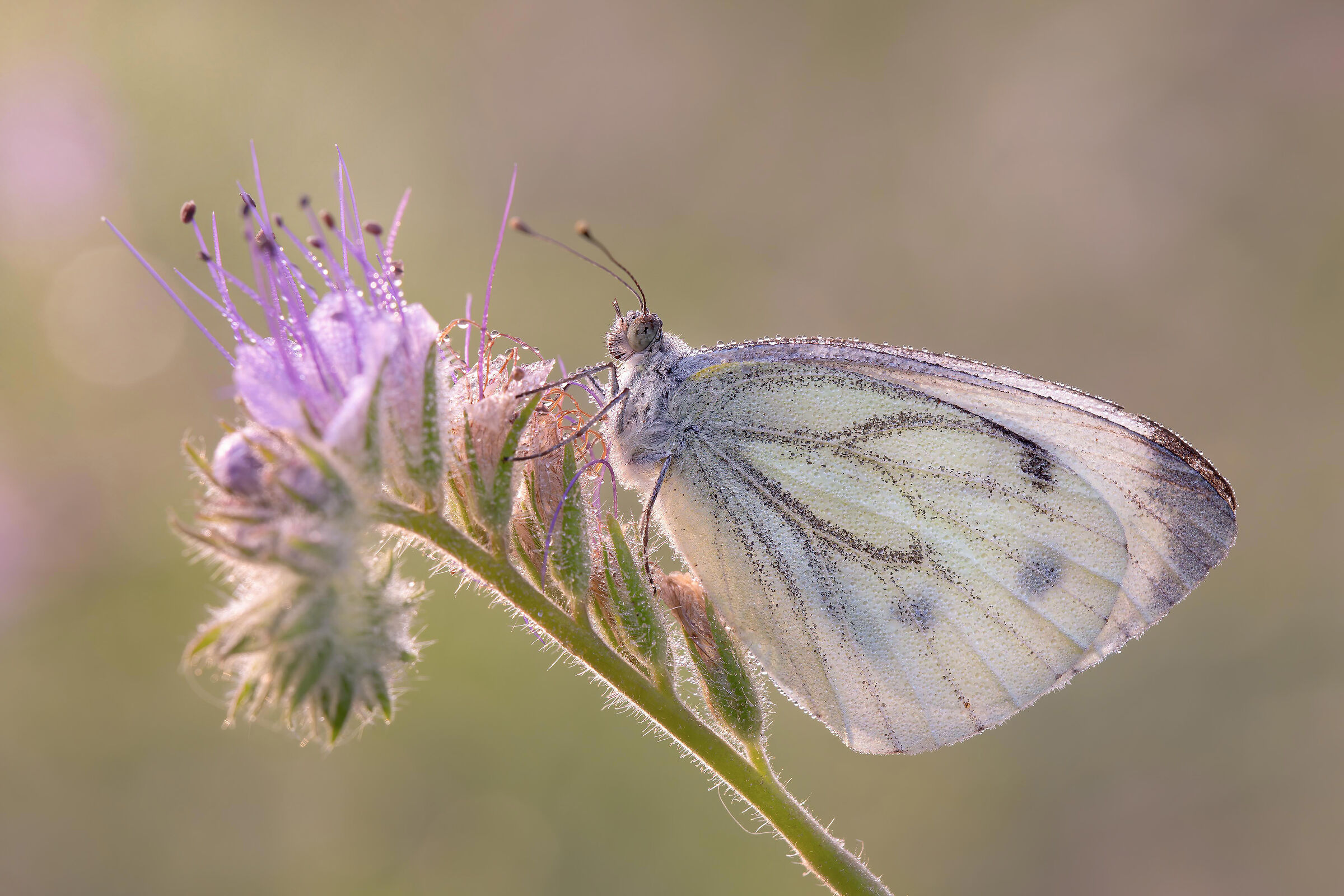 Pieris bryoniae