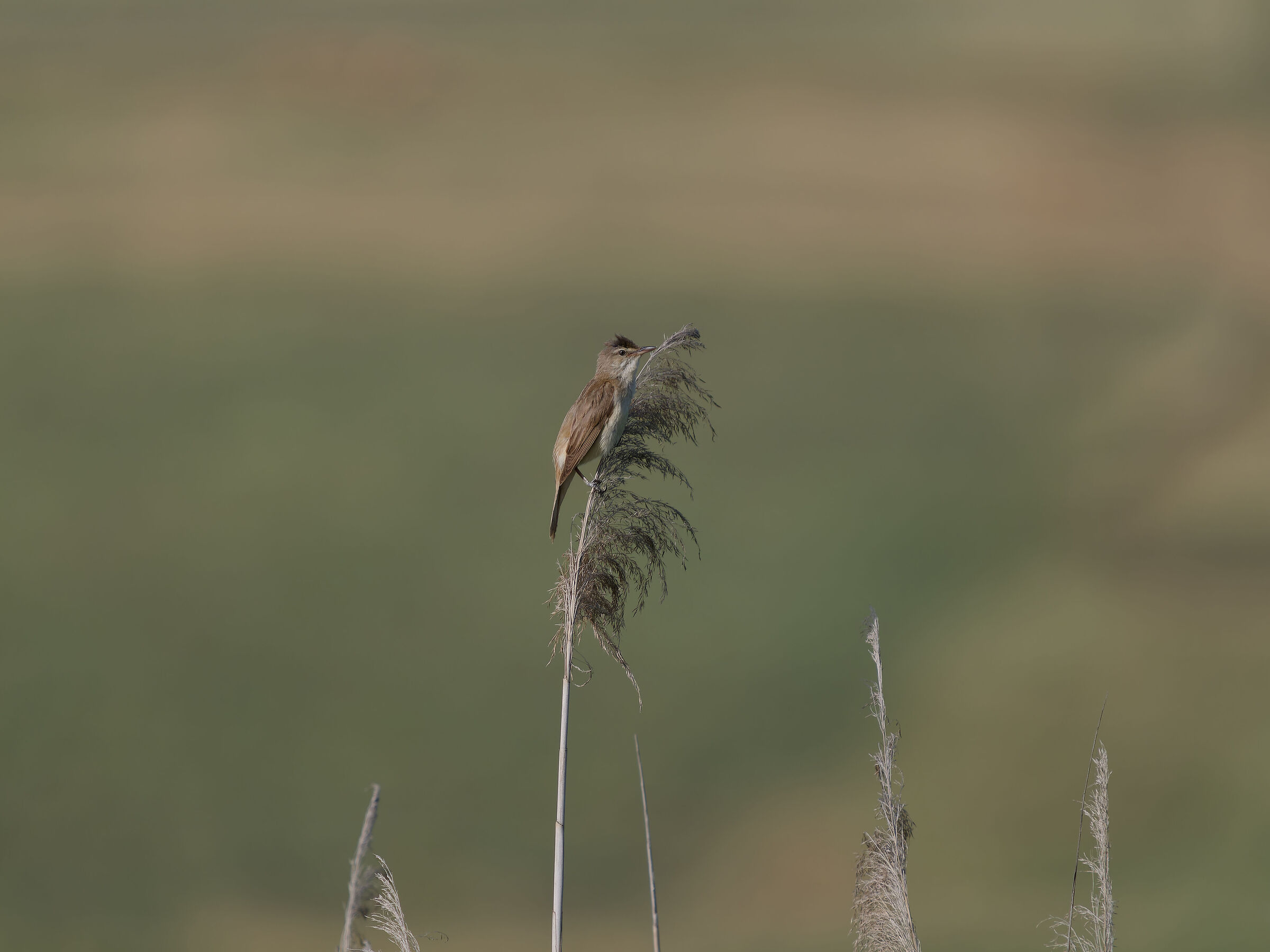Reed Warbler