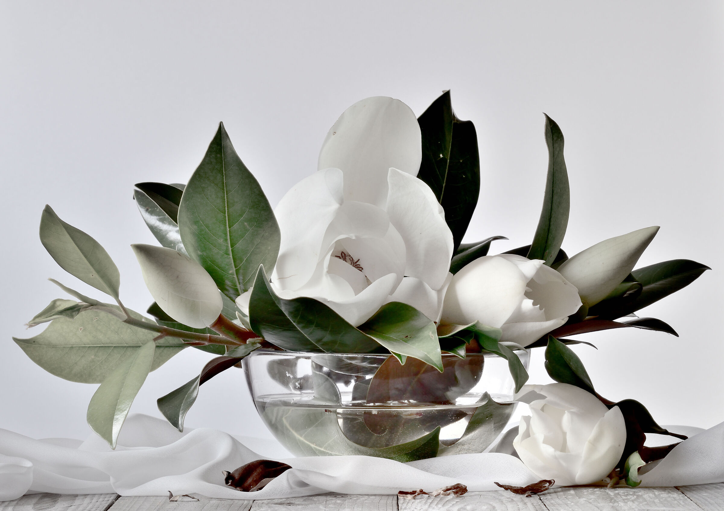 i fiori della magnolia