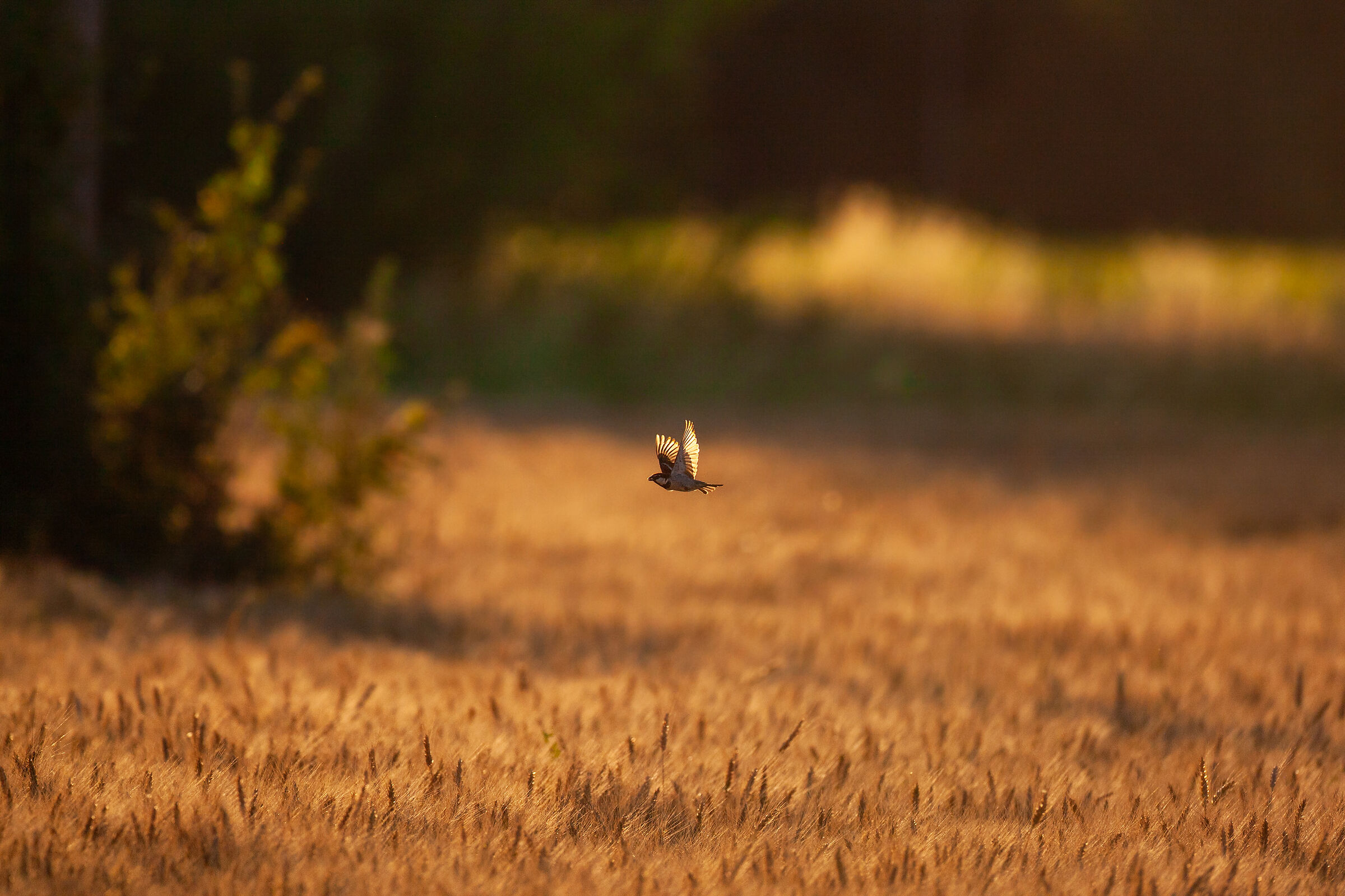 Passero su campo di grano