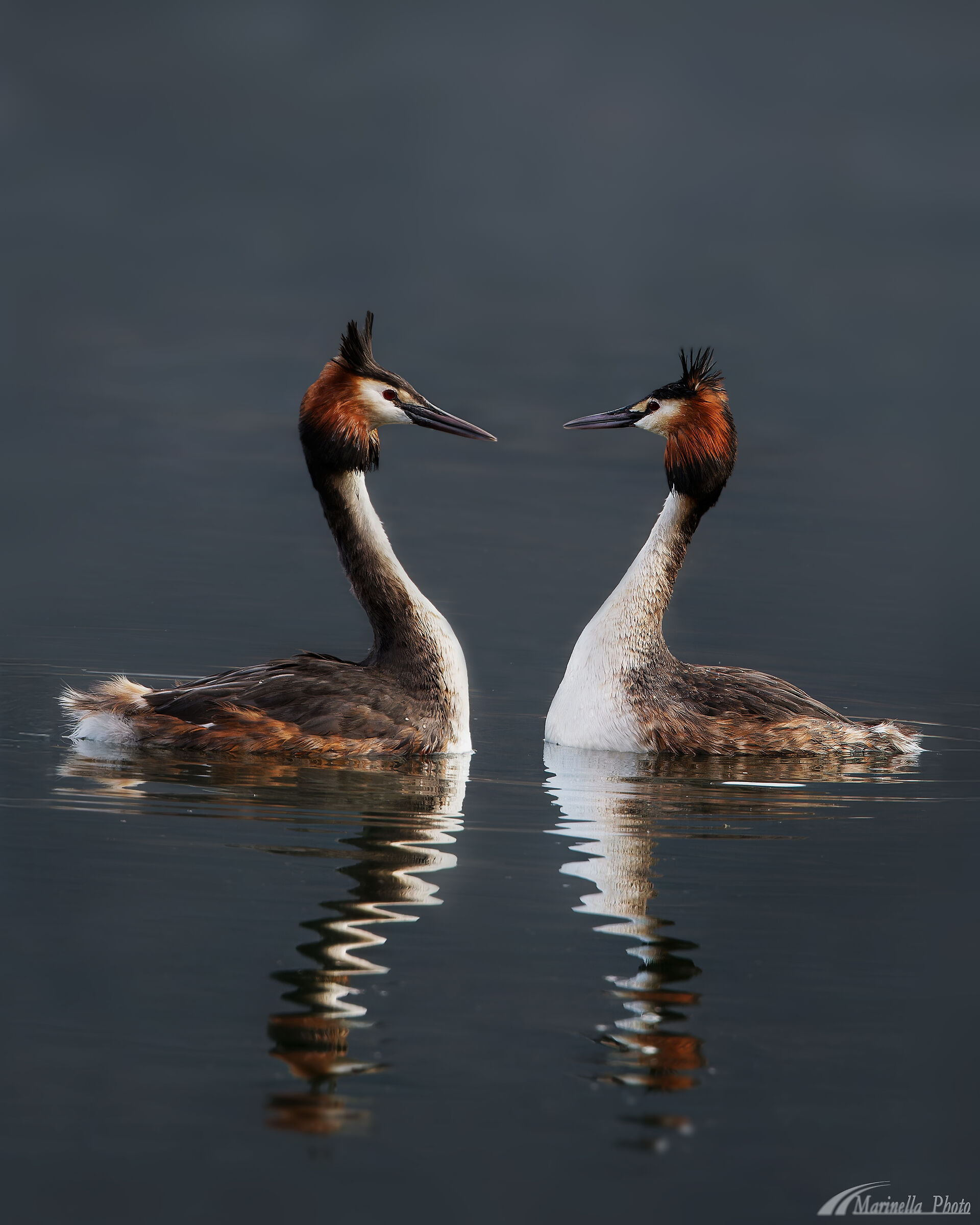 grebes