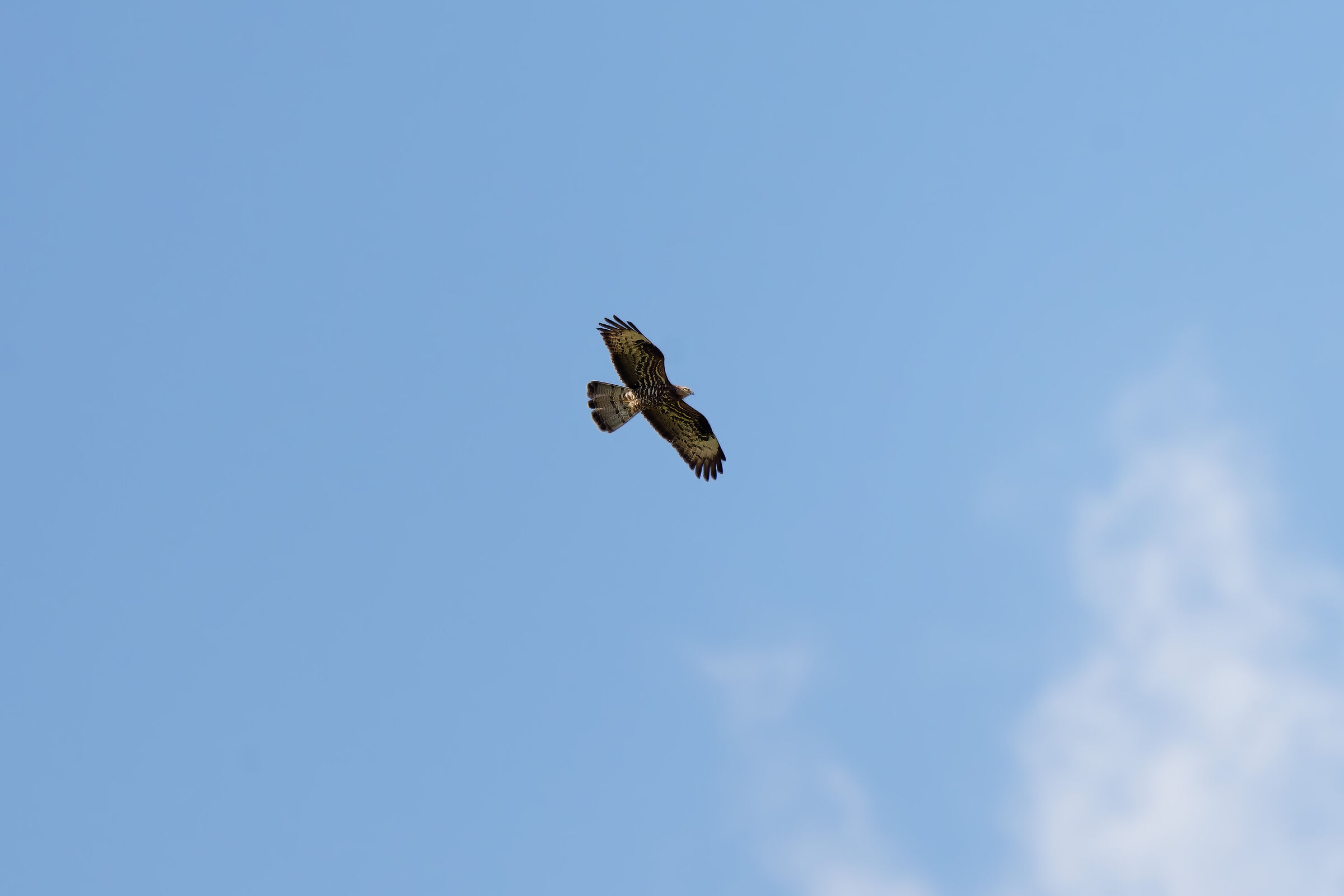 A honey buzzard... Highest