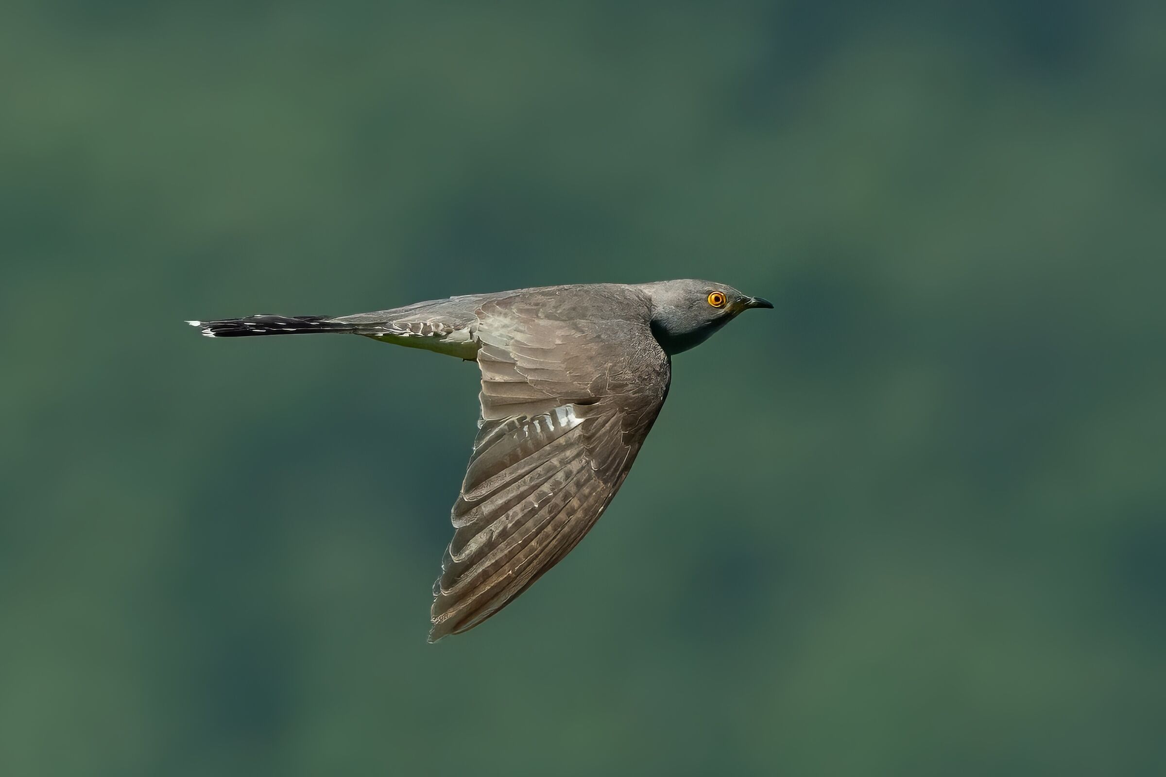 Cuculo (Cuculus canorus)