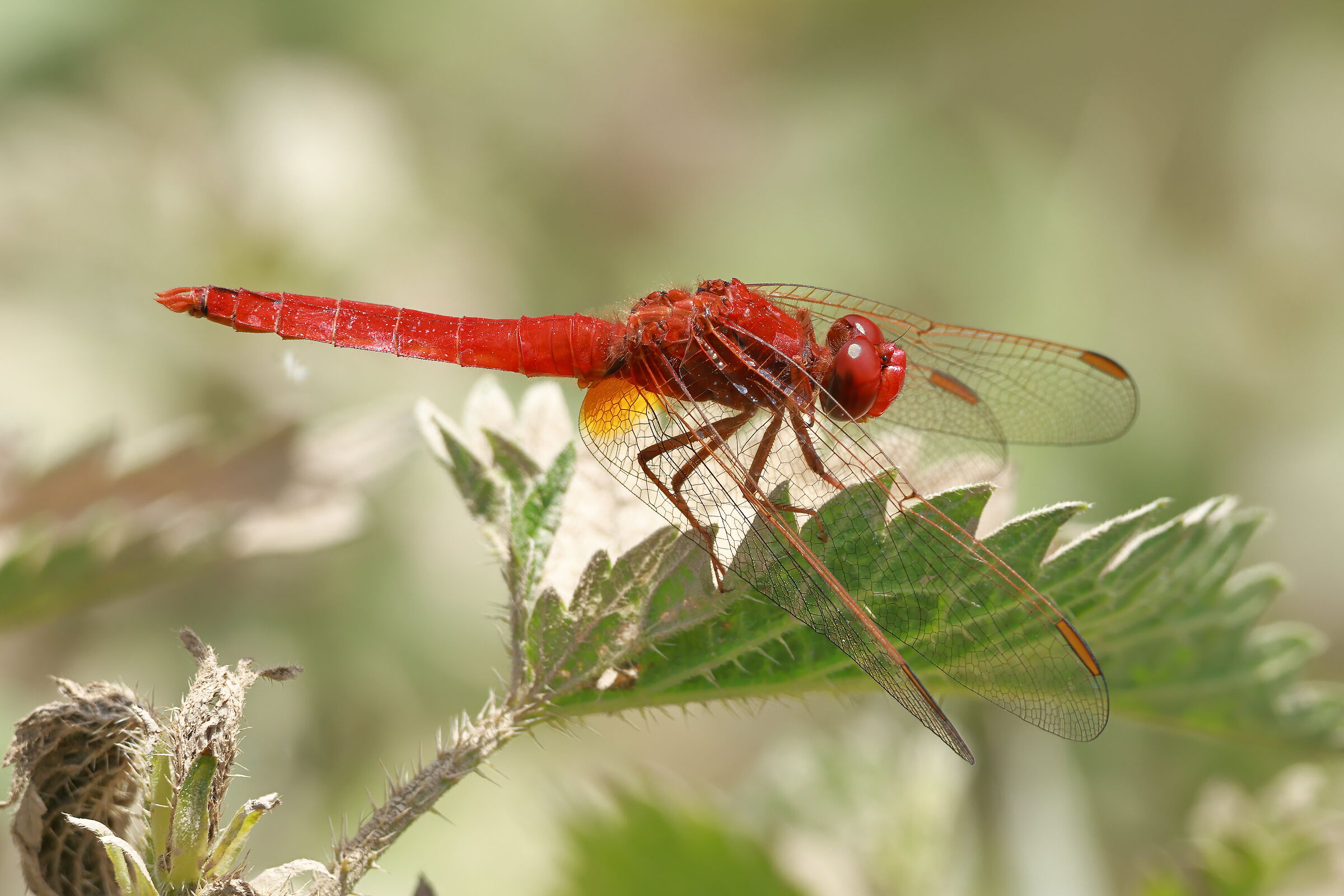 Libellula