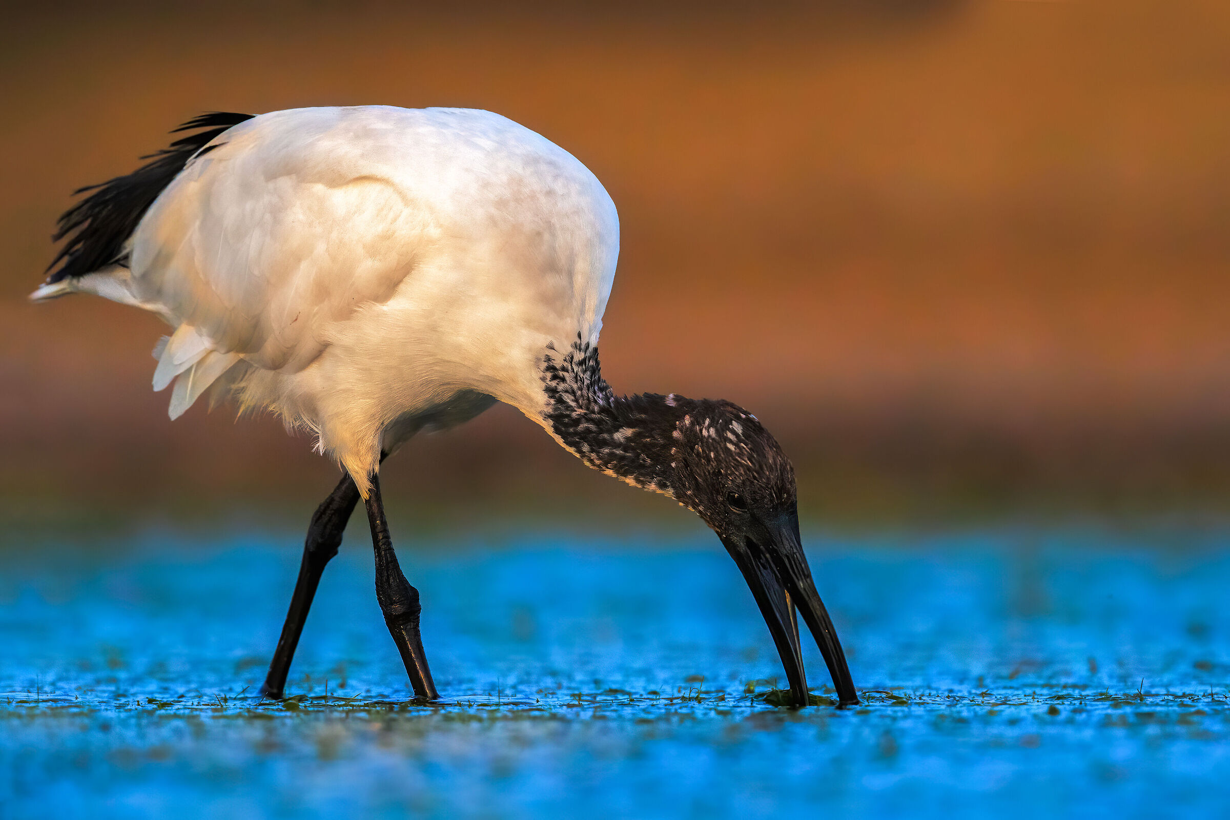 Sacred ibis