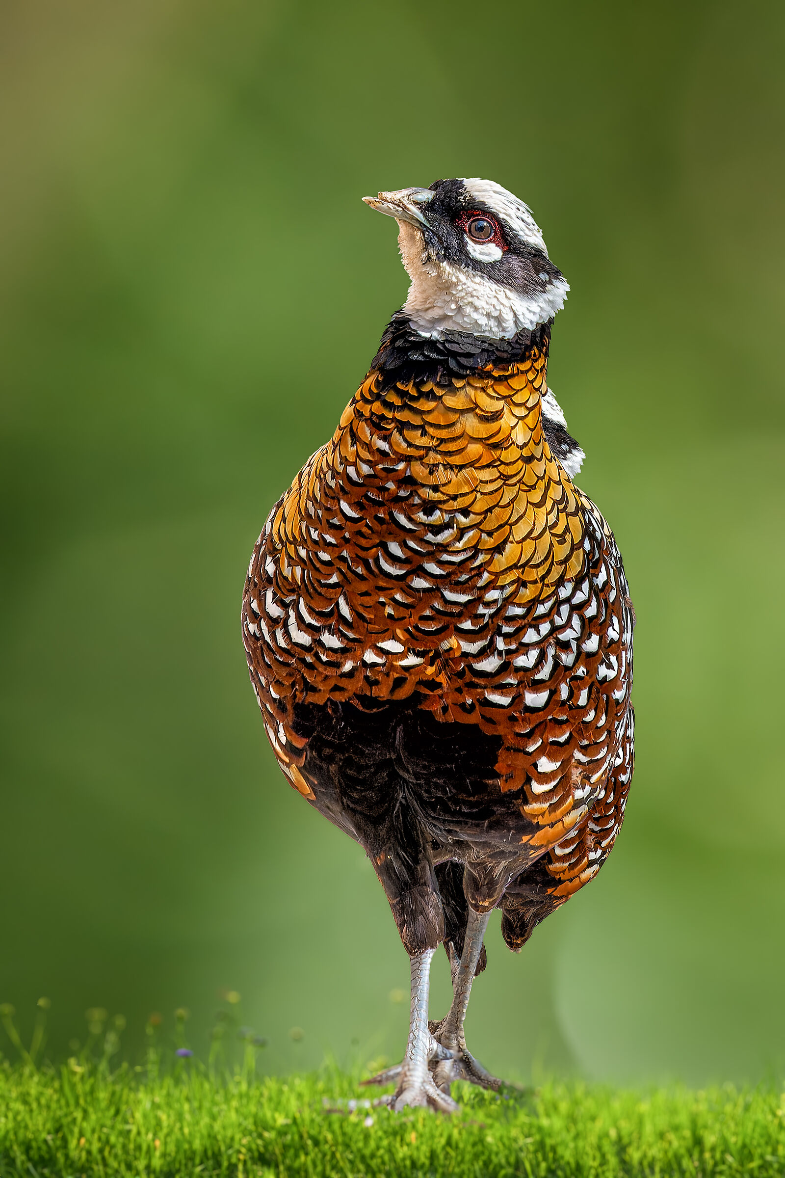A pheasant in the garden