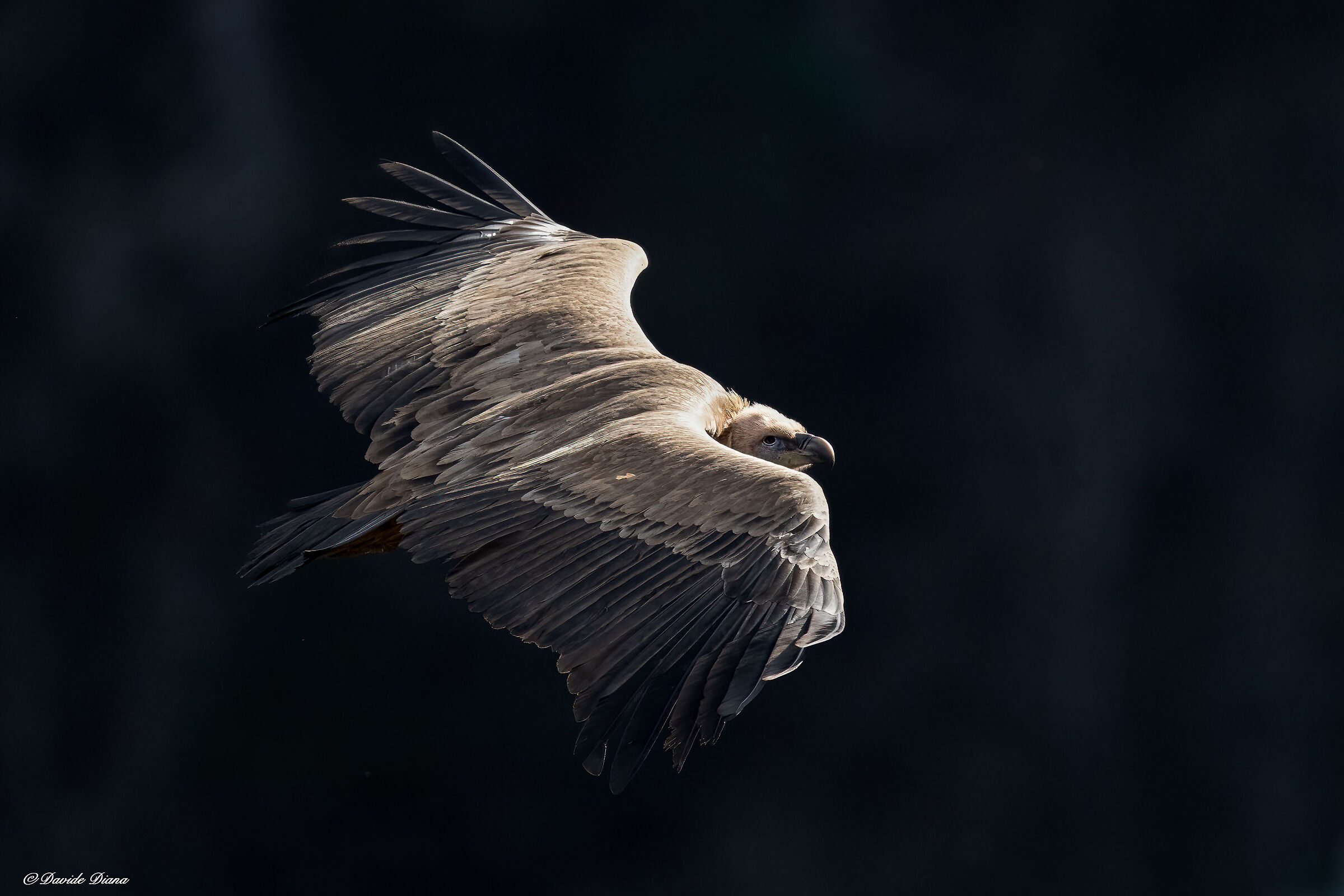 Griffon vulture - Gorges du Verdon