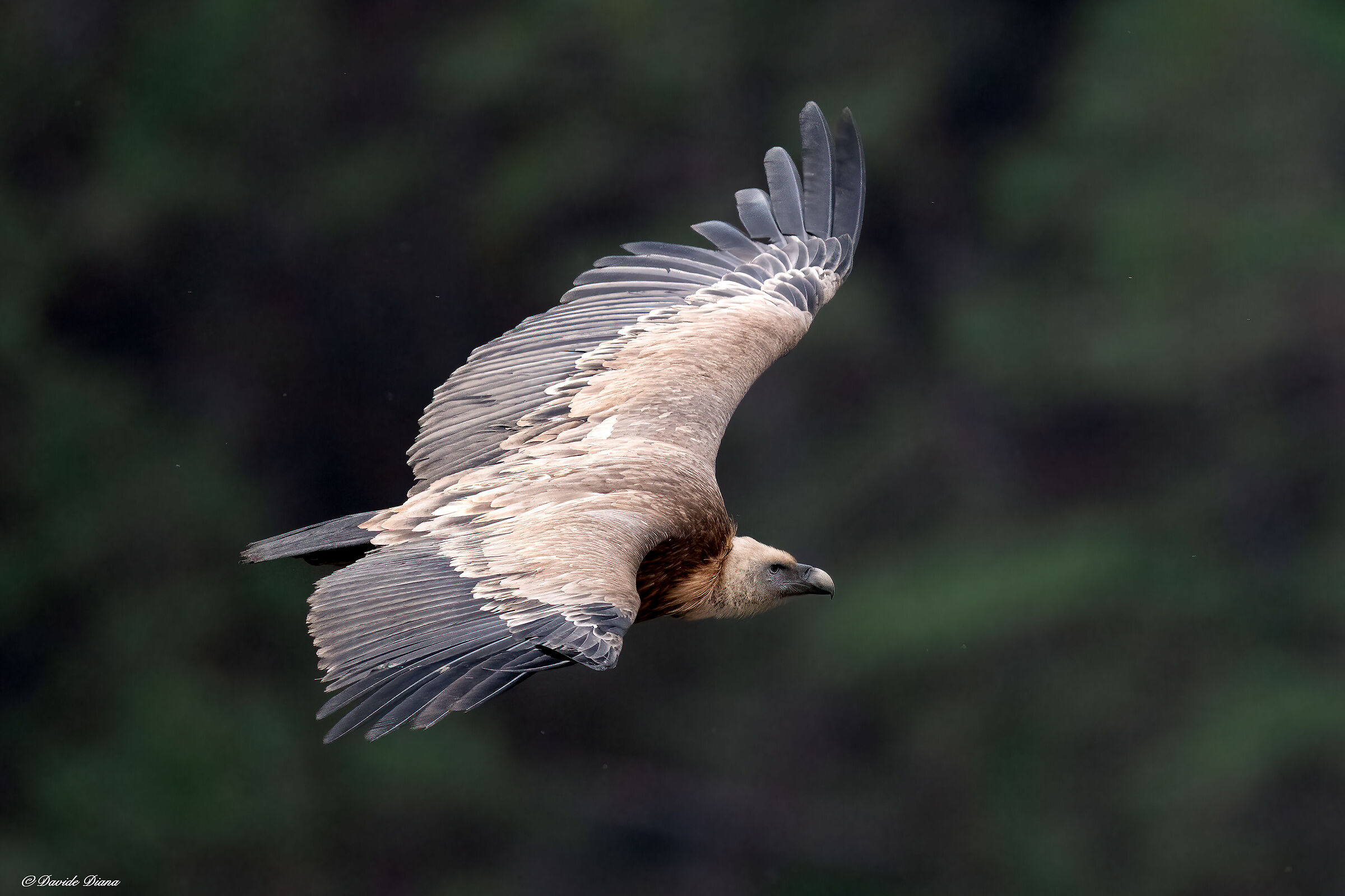 Griffon vulture - Gorges du Verdon