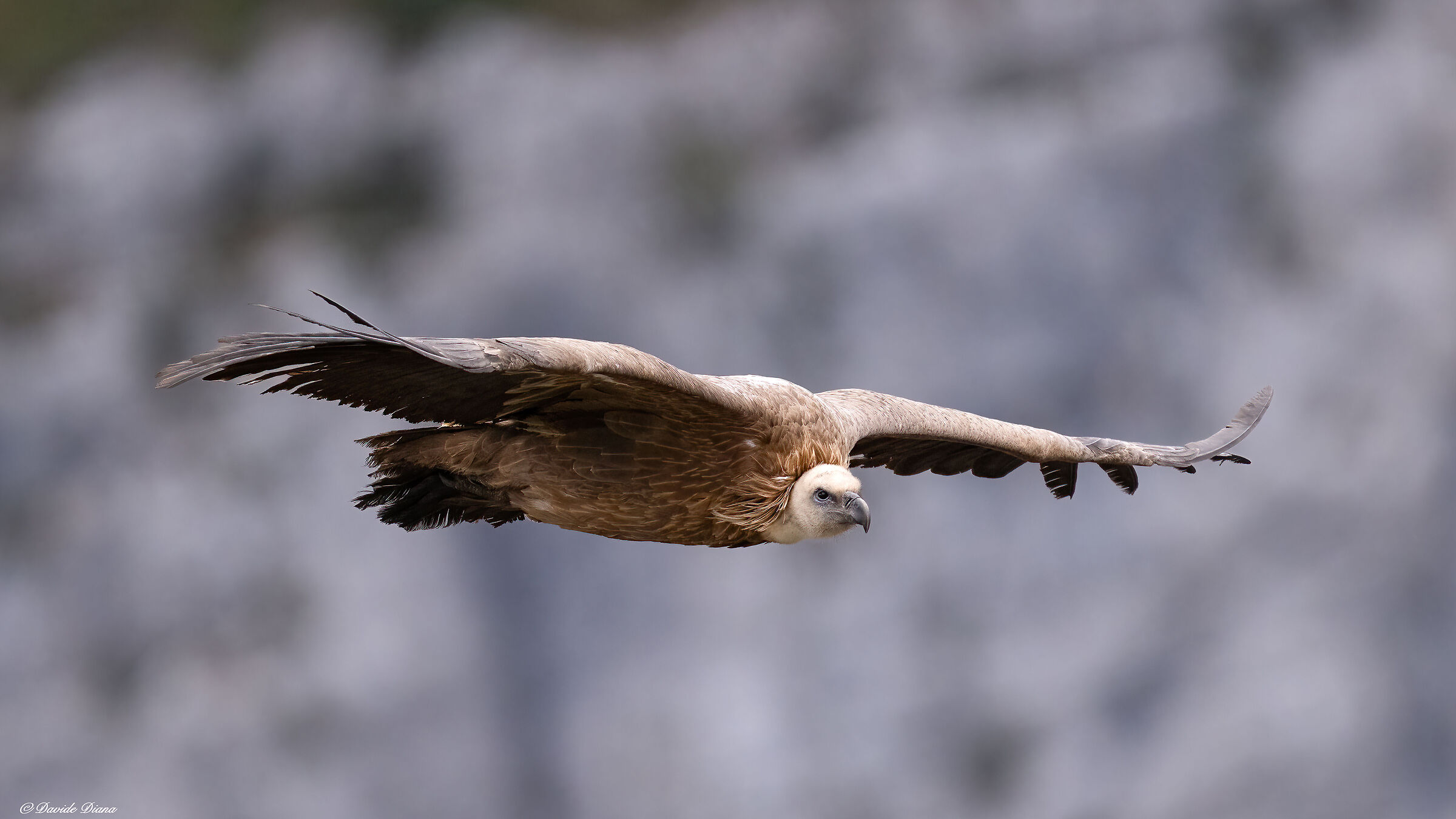 Griffon vulture - Gorges du Verdon